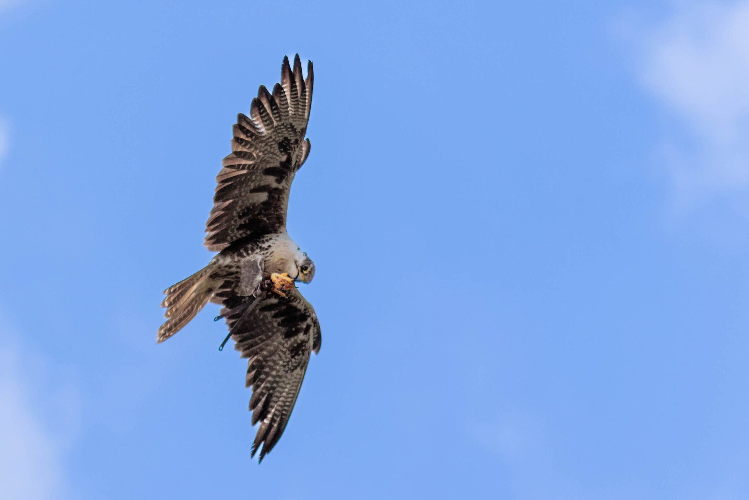 Das Bild zeigt einen fliegenden Falken vor einem tiefblauen Himmel mit vereinzelten Wolken. Der Falke ist in voller Flugweite zu sehen, mit ausgebreiteten Flügeln und einem aufmerksamen Blick. Die Details seiner Federstruktur sind gut erkennbar. Der Hintergrund ist klar und betont die Bewegung des Vogels. Die Aufnahme wurde wahrscheinlich aus einer niedrigen Perspektive aufgenommen, um die Dynamik des Fluges hervorzuheben.