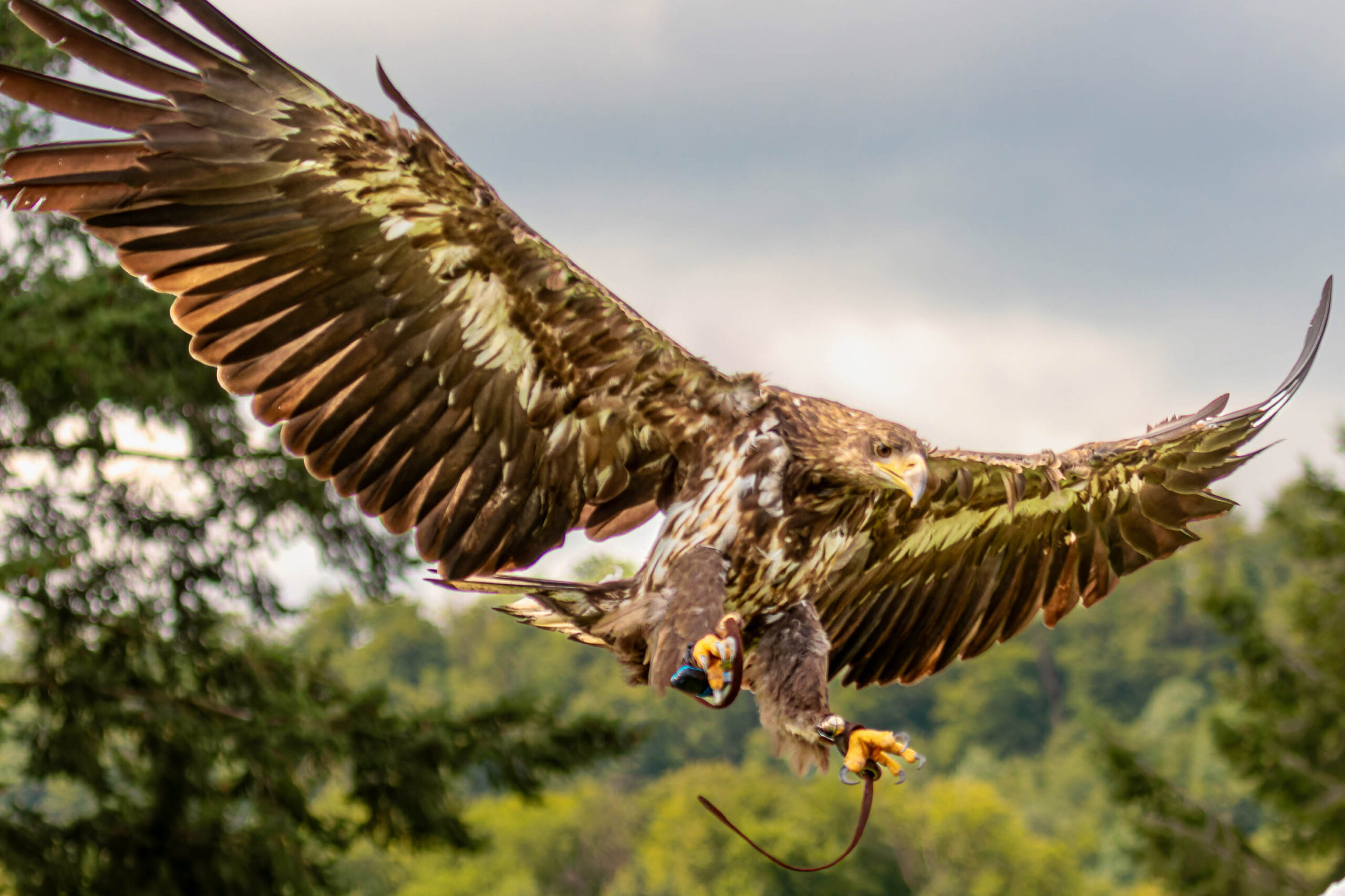 Das Bild zeigt einen Steinadler (Aquila chrysaetos) in voller Flugpracht. Seine Flügel sind weit ausgebreitet, und er hält ein Stück Futter in seinen Krallen. Der Adler scheint sich in einer Demonstration oder Flugvorführung zu befinden, da er einen Futterseil in den Krallen hält. Der Hintergrund besteht aus dichtem, grünen Laubwerk, was auf eine bewaldete Umgebung hindeutet. Der Himmel ist bewölkt, was auf ein leicht trübes Wetter hindeutet. Das Bild fängt die Kraft und Schönheit dieses beeindruckenden Raubvogels ein.