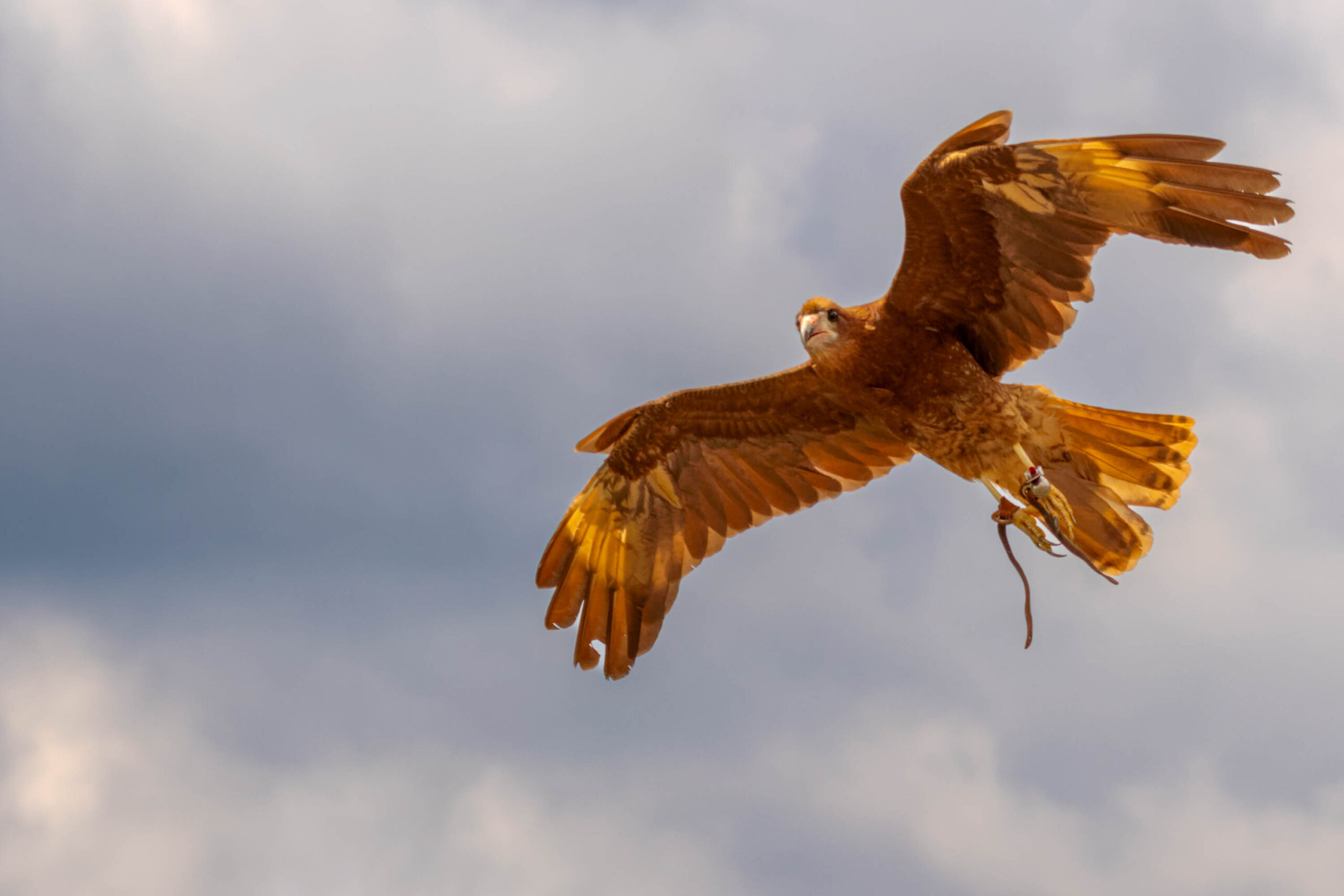Das Foto zeigt einen Steinadler (Aquila chrysaetos) im Flug. Der Adler fliegt mit weit ausgebreiteten Flügeln und einem Beutetier (vermutlich eine Ratte oder ein ähnliches Nagetier) im Schnabel. Der Himmel ist bewölkt, mit hellen Wolken, die das Licht reflektieren. Die Aufnahme ist aus einer niedrigen Perspektive aufgenommen, was die Größe und Kraft des Adlers betont. Der Hintergrund ist unscharf, was den Fokus auf den Adler lenkt. Die Aufnahme ist gut belichtet und scharf, was die Details des Adlers hervorhebt.
