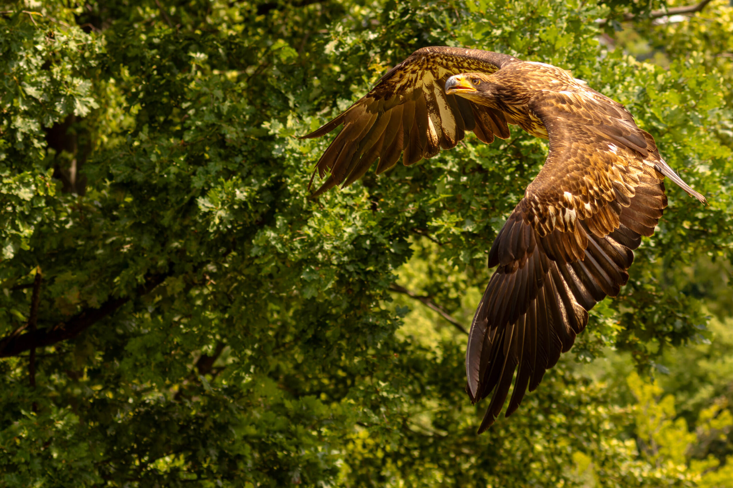 Das Bild zeigt einen Steinadler (Aquila chrysaetos) in Flug. Der Adler befindet sich in der Mitte des Bildes und fliegt mit weit ausgebreiteten Flügeln. Die Flügel sind braun und schwarz gefärbt, mit helleren Federn an den Spitzen. Der Adler hat einen gelben Schnabel und gelbe Augen. Im Hintergrund befindet sich ein dichter, grüner Baumwipfel, der den Adler kontrastiert. Das Bild ist gut belichtet und der Adler ist scharf abgebildet. Die Komposition ist dynamisch und fängt die Kraft und Schönheit des Adlers ein.