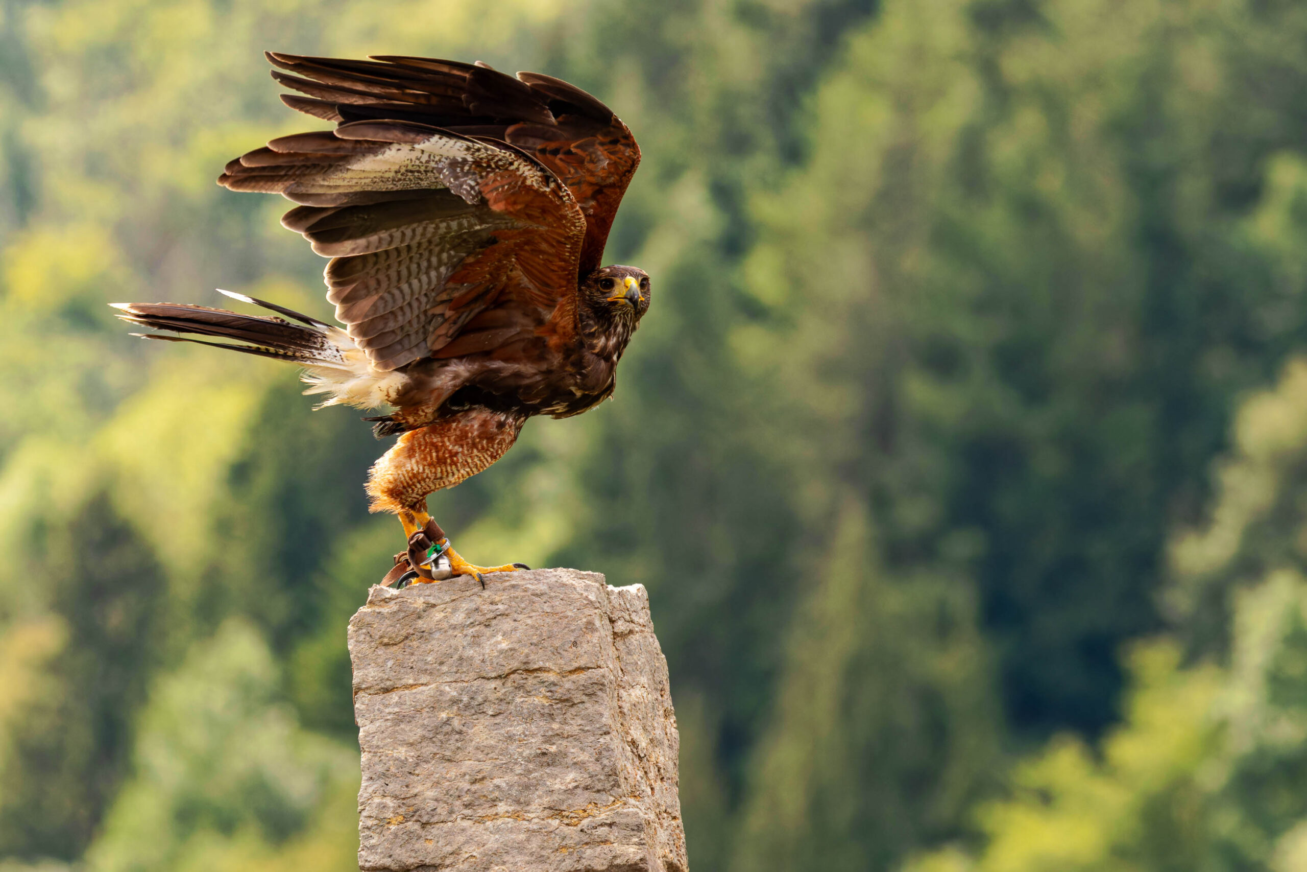 Das Bild zeigt einen Steinadler (Aquila chrysaetos) in einer dynamischen Pose. Der Adler sitzt auf einem hohen, grauen Felsen und hat seine Flügel weit ausgebreitet, als ob er sich kurz vor dem Abflug befindet. Sein Blick ist direkt in die Kamera gerichtet, was dem Bild eine eindringliche Qualität verleiht. Der Hintergrund besteht aus dichtem, grünen Laubwerk, das einen natürlichen und wilden Rahmen für den Adler bildet. Die Beleuchtung ist weich und gleichmäßig, was die Details des Adlers und seiner Umgebung hervorhebt. Das Bild vermittelt ein Gefühl von Stärke, Freiheit und Majestät.