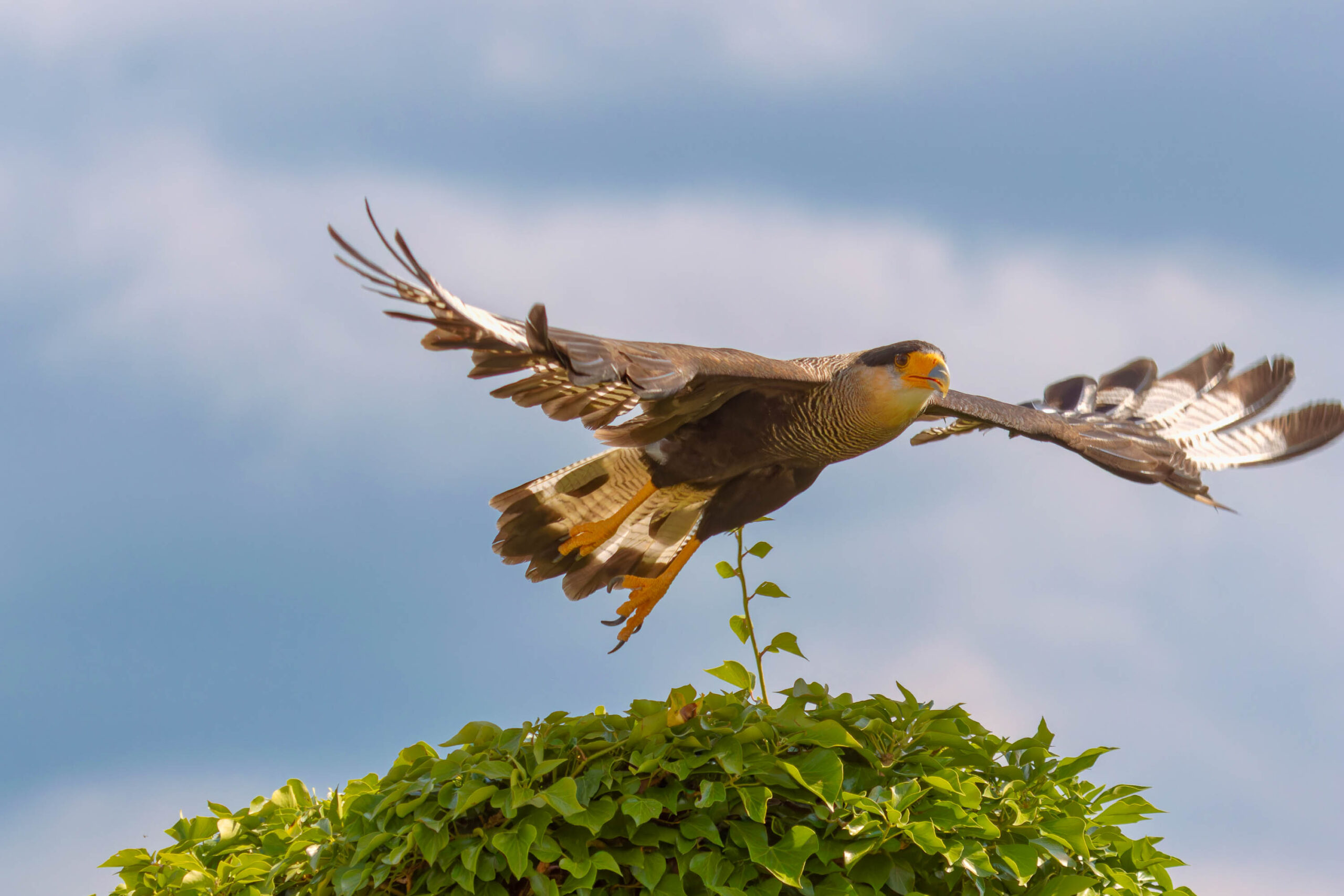 Das Bild zeigt einen Karakara-Adler (Caracara plancus) im Flug. Der Vogel erhebt sich von einem dichten Buschwerk, wobei seine Flügel vollständig ausgebreitet sind. Die Flügelspannweite ist beeindruckend und die Federn zeigen eine detaillierte Struktur. Der Karakara-Adler hat ein auffälliges Aussehen mit einem orangefarbenen Schnabel und gelben Augen. Der Hintergrund besteht aus einem blauen Himmel mit vereinzelten Wolken. Das Bild wurde wahrscheinlich im Juli 2023 in der Adlerwarte Detmold aufgenommen.