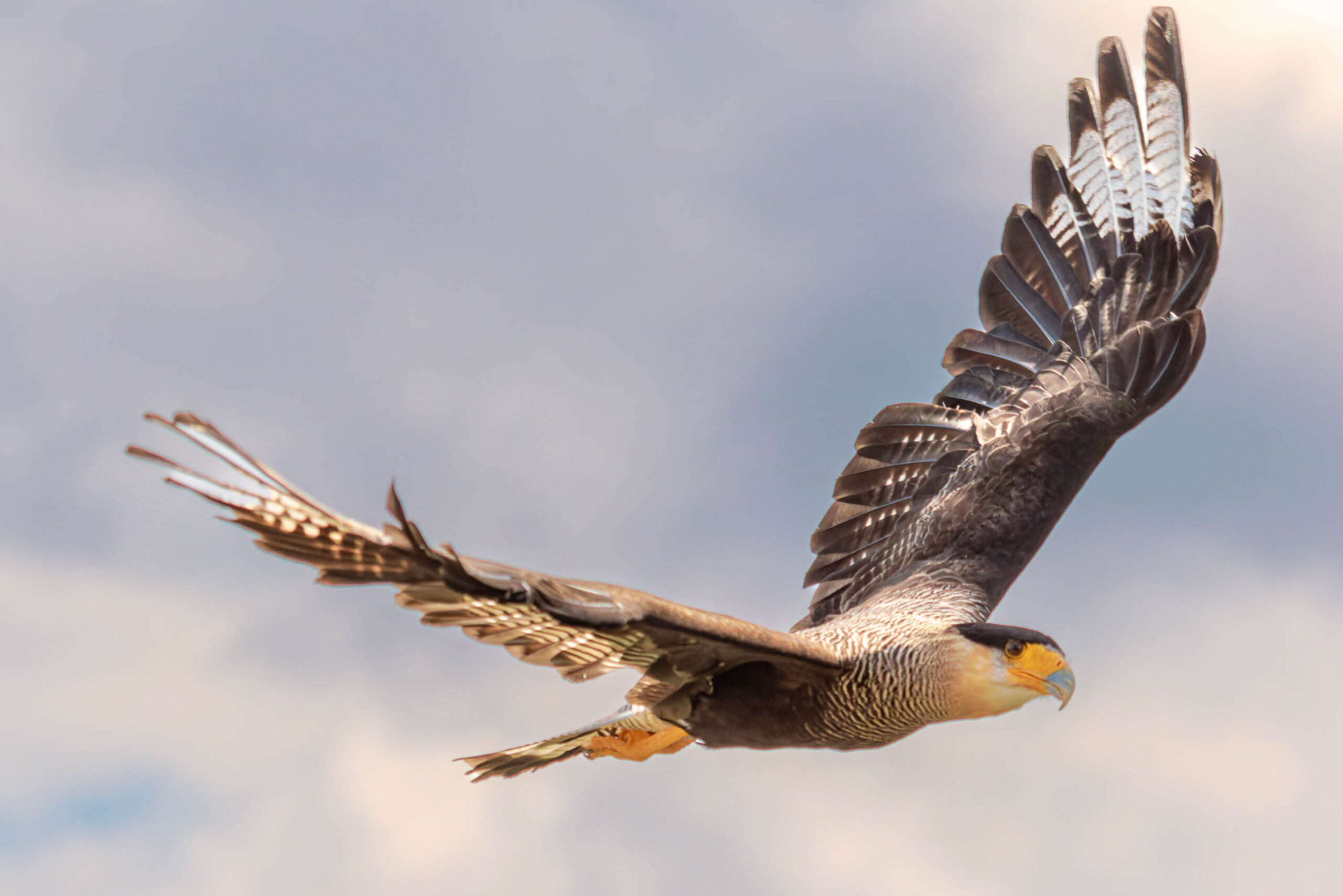 Das Bild zeigt einen Karakara-Adler (Caracara plancus) im Flug. Der Vogel ist in der Mitte des Bildes platziert und fliegt in Richtung des Betrachters. Seine Flügel sind weit ausgebreitet und zeigen die detaillierte Struktur der Federn. Der Karakara hat ein auffälliges Aussehen mit einem buschigen, hellen Kopfgefieder und einem kräftigen, gebogenen Schnabel. Der Hintergrund besteht aus einem bewölkten Himmel, der dem Vogel einen guten Kontrast bietet. Das Bild wurde im Juli 2023 in der Adlerwarte Detmold aufgenommen.