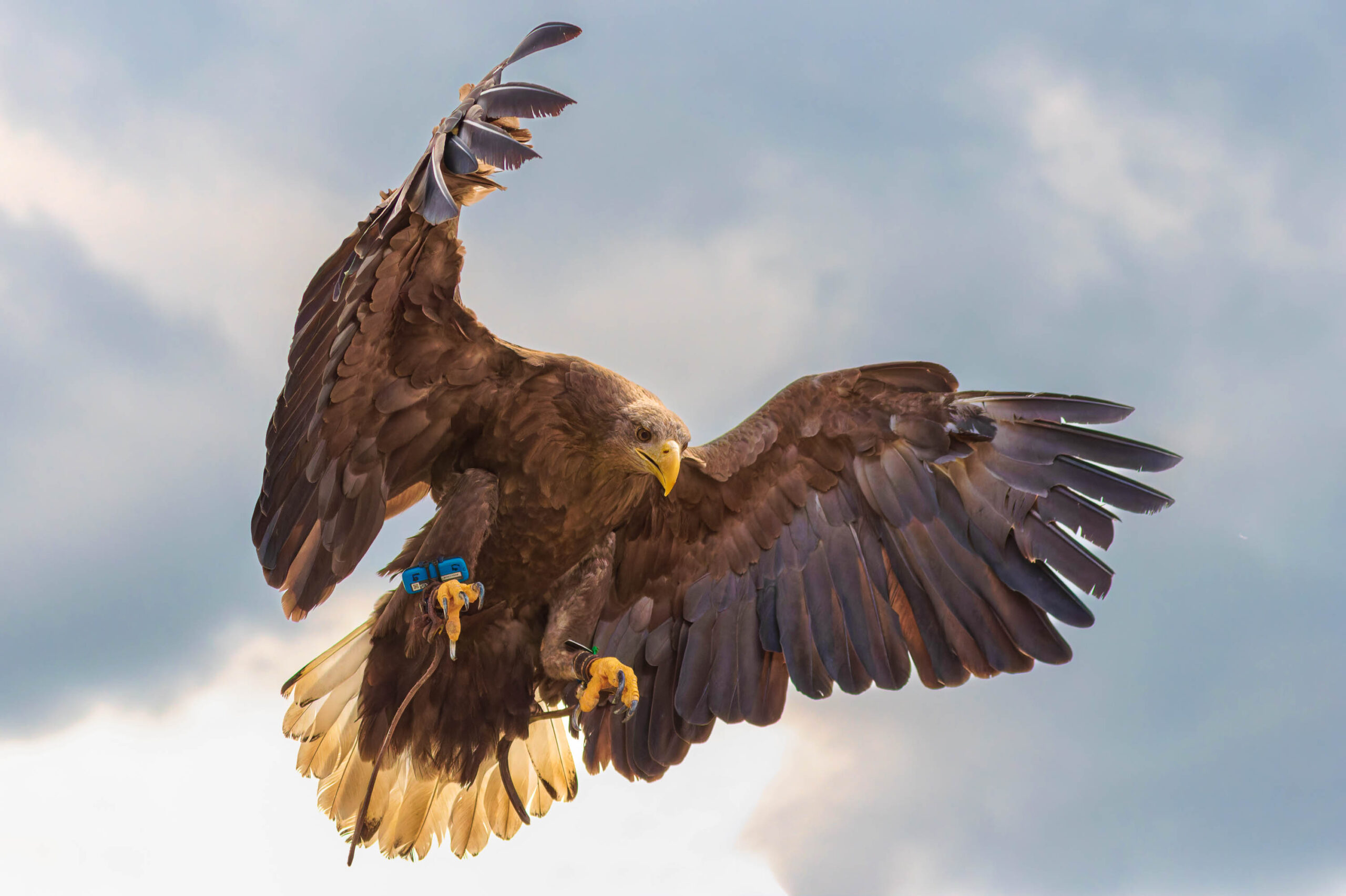 Das Bild zeigt einen Steinadler (Aquila chrysaetos) in voller Flugpracht. Seine Flügel sind weit ausgebreitet, und er scheint sich in einer dynamischen Bewegung zu befinden. Der Adler trägt einen blauen Ring am linken Fuß und einen blauen Sender am rechten Fuß. Der Himmel im Hintergrund ist bewölkt, was dem Bild eine dramatische Atmosphäre verleiht. Die Beleuchtung ist gut, wodurch die Details des Adlers, wie seine Federn und sein gelber Schnabel, gut sichtbar sind. Der Adler befindet sich in der Adlerwarte Detmold, wie der Kontext angibt.
