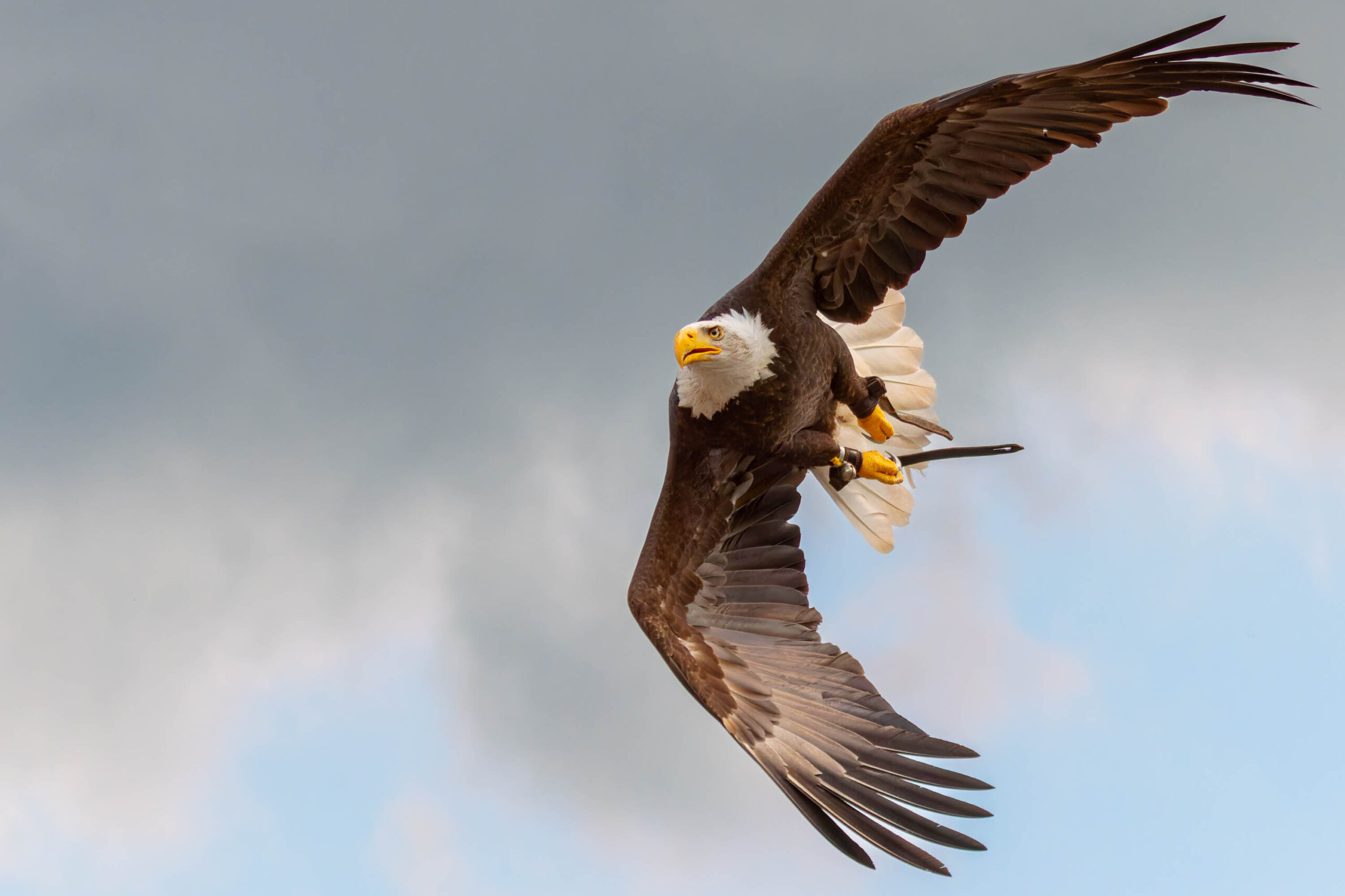 Adlerwarte Berlebach