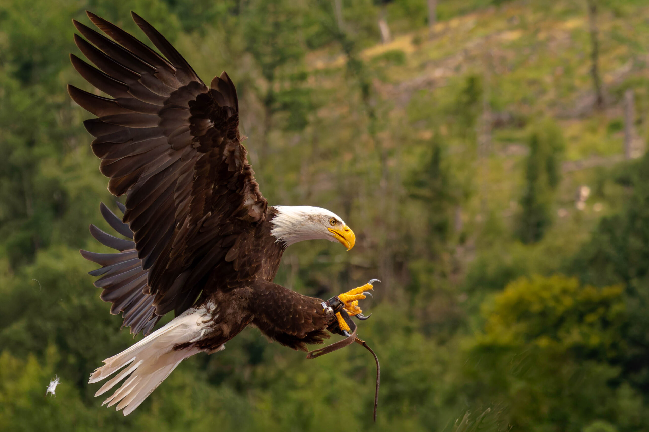 Das Foto zeigt einen Weißkopfseeadler (Haliaeetus leucocephalus) in voller Flugpracht. Der Adler fliegt mit ausgebreiteten Flügeln und einem Stück Fleisch in den Krallen. Das Licht betont die Details seiner Federn und seinen kräftigen Schnabel. Der Hintergrund besteht aus dichtem, grünem Laub, was dem Bild eine natürliche und dynamische Atmosphäre verleiht. Die Aufnahme wurde vermutlich in einem Adlerpark oder einer ähnlichen Einrichtung gemacht, da die Umgebung stark bewachsen ist und der Adler in einer kontrollierten Umgebung zu sein scheint.