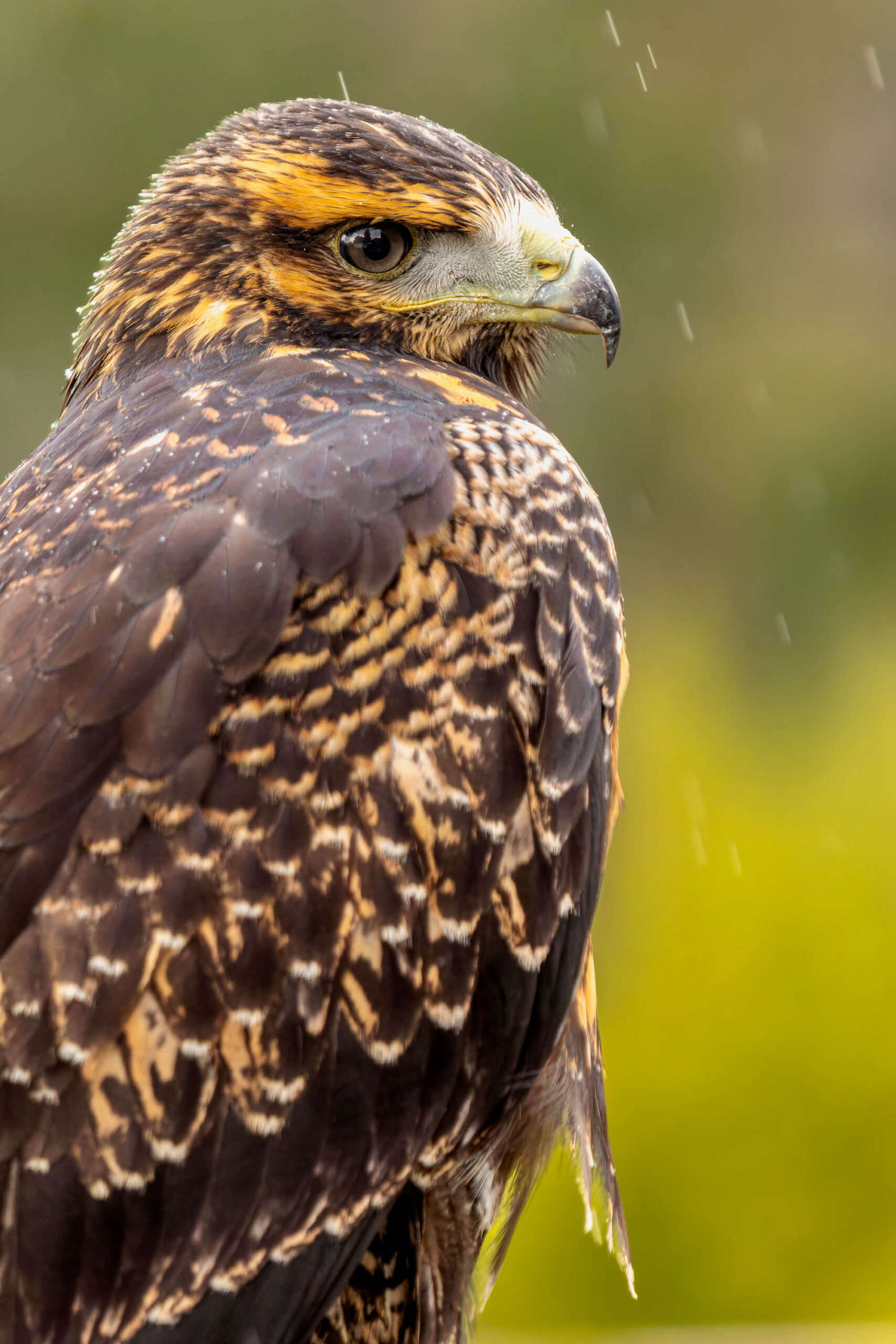 Das Bild zeigt eine detaillierte Nahaufnahme eines Bussards (Buteo buteo) im Profil. Der Vogel ist in der Adlerwarte Detmold fotografiert worden. Das Licht betont die feinen Details seines Gefieders, das aus verschiedenen Brauntönen und Beige-Nuancen besteht. Der Bussard blickt leicht nach rechts, sein scharfer Blick ist deutlich erkennbar. Der Hintergrund ist unscharf und besteht aus einem Grün, was den Vogel hervorhebt. Das Bild fängt die Schönheit und das majestätische Aussehen dieses Raubvogels ein.