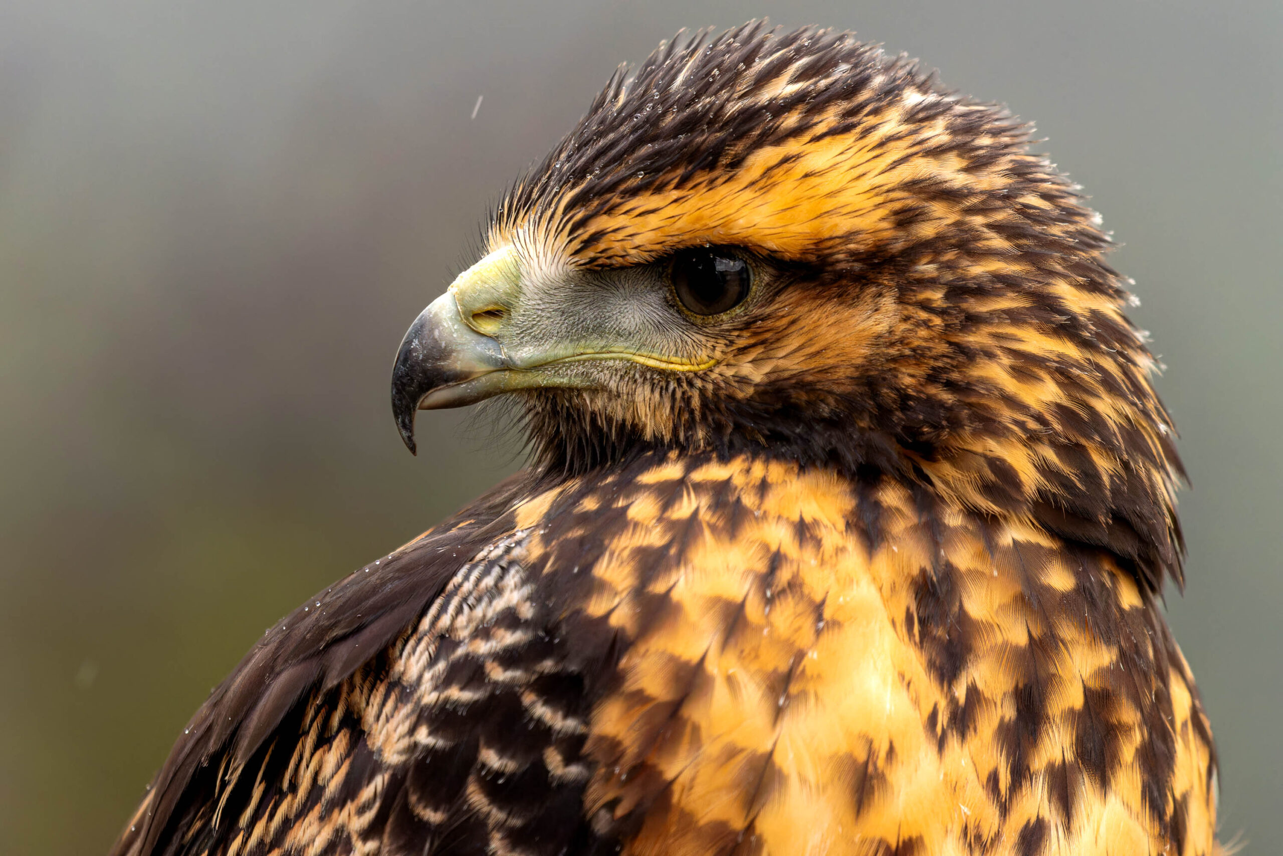 Das Bild zeigt eine Nahaufnahme eines Bussards (Buteo buteo) im Profil. Das Tier blickt leicht nach rechts. Das Gefieder ist überwiegend braun und golden, mit dunkleren Bändern und Flecken. Der Schnabel ist gelblich-hornfarben und kräftig. Die Augen sind dunkel und aufmerksam. Der Hintergrund ist unscharf und in einem neutralen Grau gehalten, was den Fokus auf den Vogel lenkt. Die Beleuchtung ist gleichmäßig, wodurch die Details des Gefieders gut zur Geltung kommen. Der Vogel wirkt aufmerksam und ruhig.