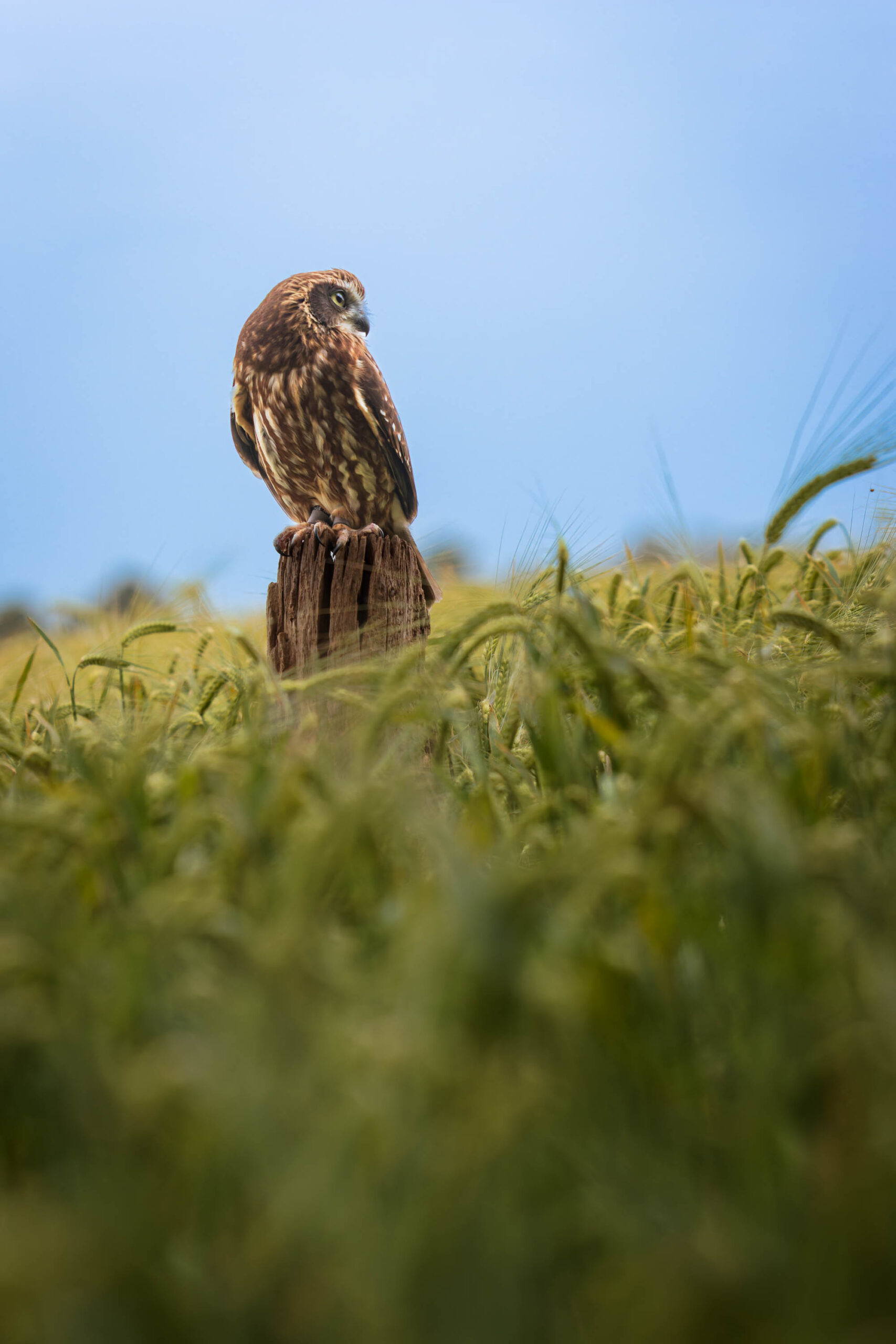 Das Bild zeigt eine Sperbereule (Surnia ulula), auch bekannt als Käthe, die auf einem verwitterten Holzpfahl sitzt. Das Tier blickt über die Schulter nach links. Das hohe Gras um den Pfahl ist dicht und grün, was einen schönen Kontrast zum blauen Himmel im Hintergrund bildet. Das Bild wurde im Rahmen eines Eulen-Workshops im Juni 2024 aufgenommen.