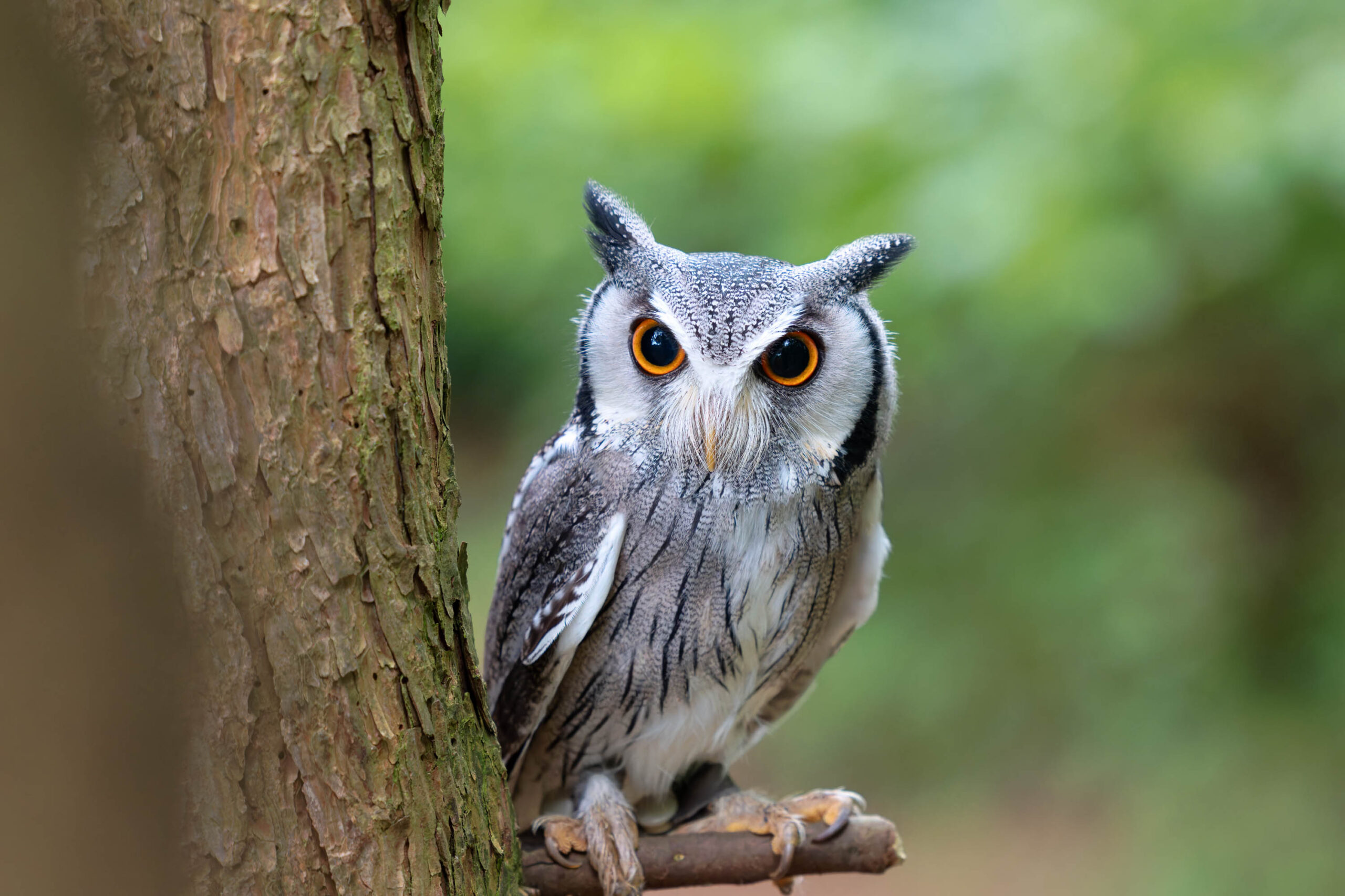 Das Bild zeigt einen Afrikanischen Weißgesichtskauz (Ptilopsis leucotis), auch bekannt als Hugo, der auf einem Baumstamm sitzt. Der Kauz blickt direkt in die Kamera mit großen, orangefarbenen Augen. Sein Gefieder ist grau und weiß gefleckt, mit markanten weißen 'Gesichtsmasken'. Der Hintergrund besteht aus unscharfen grünen Blättern, was den Fokus auf den Kauz lenkt. Das Bild wurde im Rahmen eines Eulen-Fotoworkshops im Juni 2024 aufgenommen.
