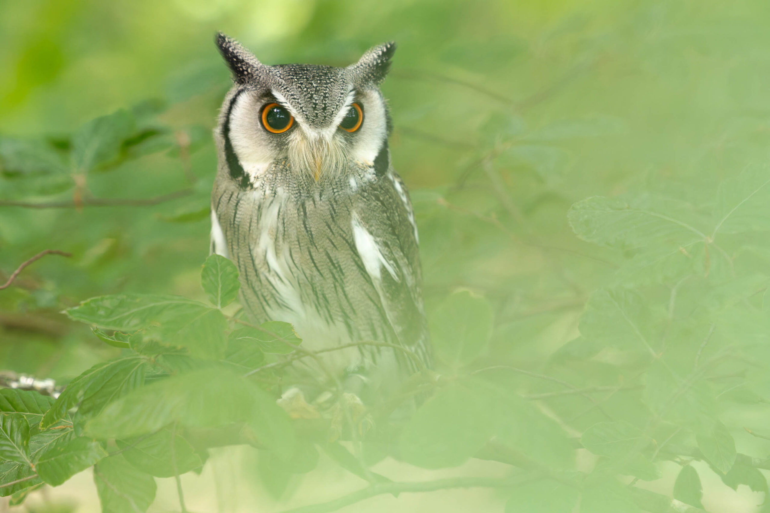 Das Bild zeigt eine Nahaufnahme eines Afrikanischen Weißgesichtskauz (Ptilopsis leucotis), auch bekannt als Weißgesicht-Zwergohreule. Der Kauz sitzt inmitten üppigem Grün, das ihn teilweise verdeckt. Seine Augen sind auffallend gelb und blicken direkt in die Kamera. Das Bild wurde während eines Eulen-Fotoworkshops im Juni 2024 aufgenommen und zeigt den Kauz namens Hugo.