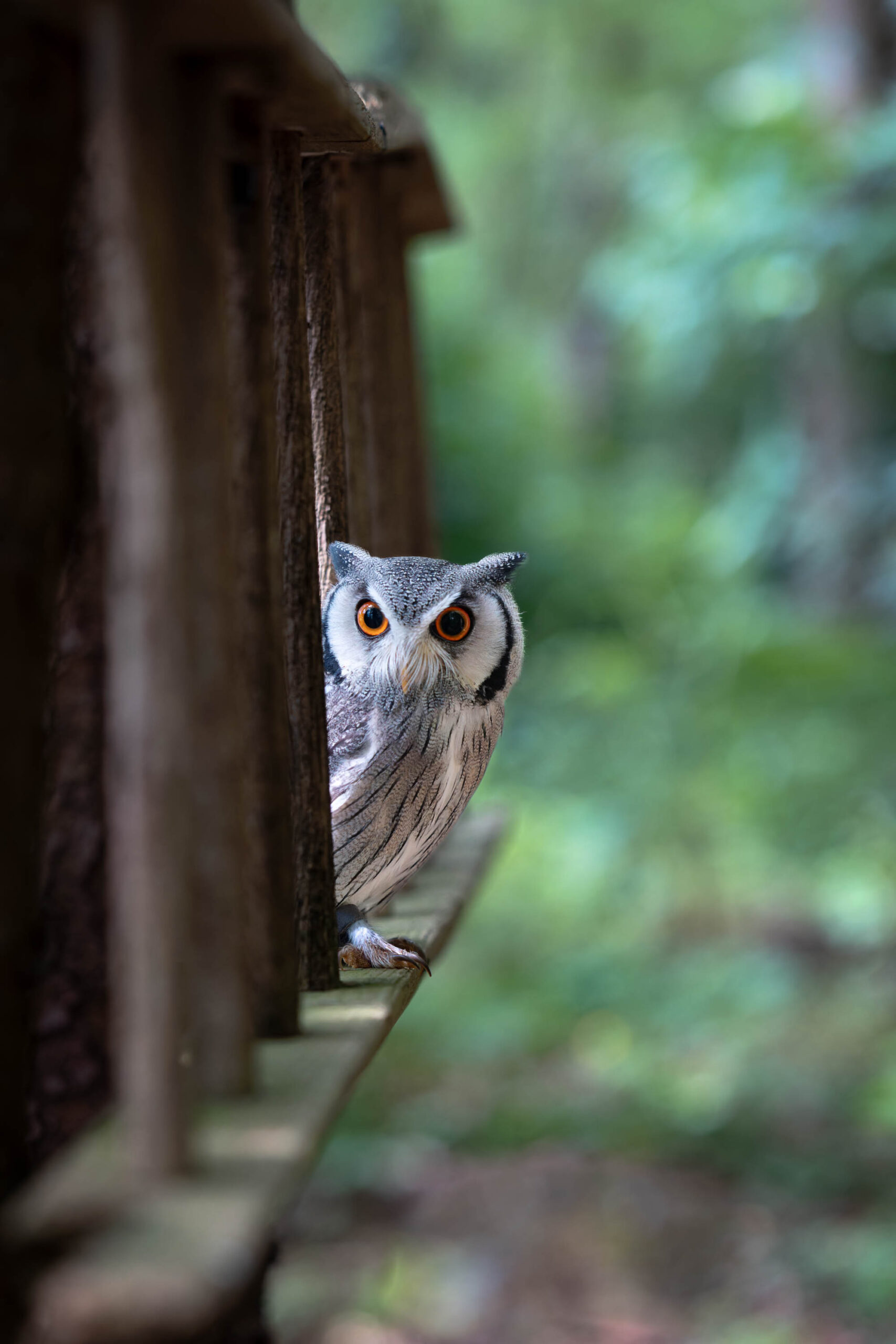 Das Bild zeigt einen Afrikanischen Weißgesichtskauz (Ptilopsis leucotis), der aus einem Holzbrett herauslugt. Der Fokus liegt auf dem Gesicht der Eule, wobei ihre großen, orangefarbenen Augen und ihre markanten Augenbrauen besonders hervorgehoben werden. Das Holzbrett ist unscharf und bildet einen dunklen Rahmen um die Eule. Im Hintergrund ist eine grüne, verschwommene Vegetation zu sehen, die eine natürliche Umgebung andeutet. Das Bild ist gut belichtet und zeigt die Details des Tieres klar und deutlich. Es vermittelt einen Eindruck von Neugier und Verspieltheit.