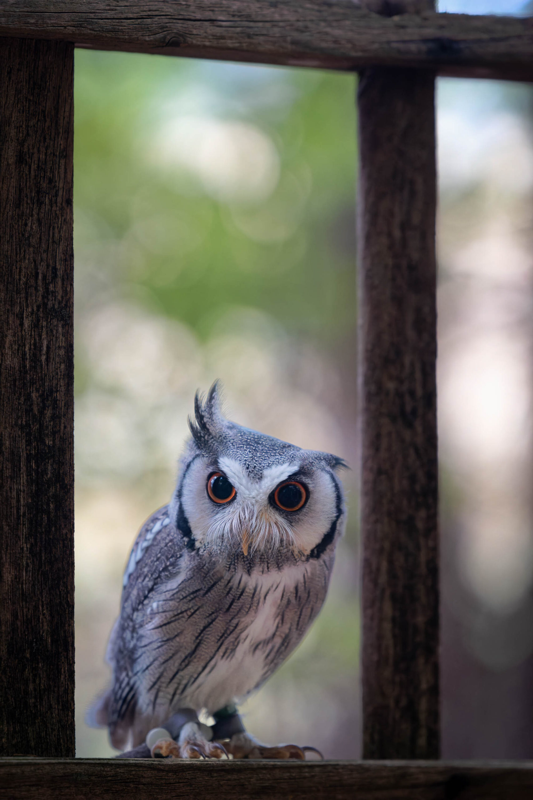 Das Bild zeigt einen Afrikanischen Weißgesichtskauz (Ptilopsis leucotis), auch bekannt als Hugo, der hinter einem Holzgeländer sitzt. Der Kauz blickt direkt in die Kamera mit großen, runden Augen. Das Fell des Kauzes ist grau und weiß gefärbt. Der Hintergrund besteht aus unscharfen Grünpflanzen, was den Fokus auf den Kauz lenkt. Das Bild wurde im Rahmen eines Eulen-Fotoworkshops im Juni 2024 aufgenommen.
