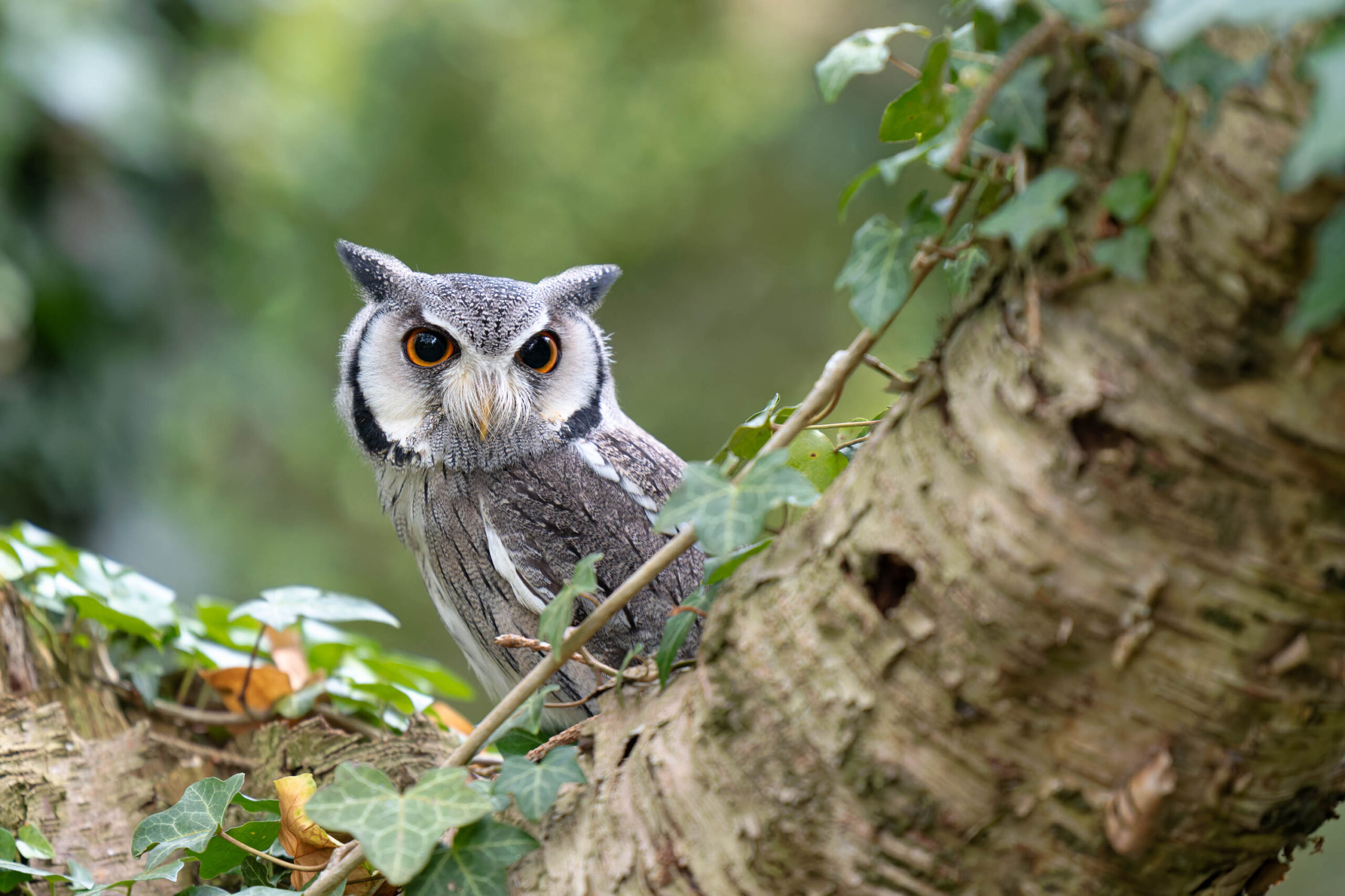 Das Bild zeigt einen Afrikanischen Weißgesichtskauz (Ptilopsis leucotis), der auf einem Baumstamm sitzt, der von Efeu überwuchert ist. Der Kauz blickt direkt in die Kamera, was einen intensiven Blick erzeugt. Die Augen des Kaus sind auffallend orangefarben und kontrastieren stark mit seinem grauen Gefieder. Der Hintergrund ist unscharf und besteht aus grünen Blättern, was den Fokus auf den Kauz lenkt. Das Bild wurde im Rahmen eines Eulen-Fotoworkshops im Juni 2024 aufgenommen und zeigt den Kauz namens Hugo.