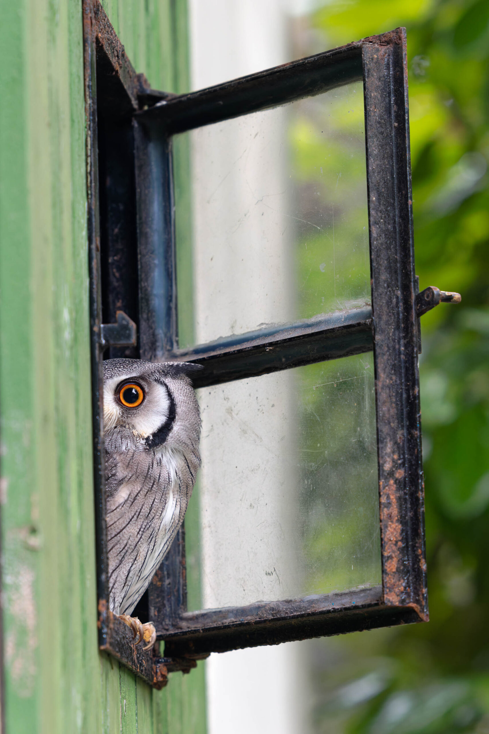 Das Bild zeigt einen Afrikanischen Weißgesichtskauz (Ptilopsis leucotis), der aus einem alten, rostigen Fensterfenster schaut. Der Kauz hat große, gelbe Augen, die direkt in die Kamera blicken. Sein Gefieder ist grau und weiß gefleckt. Das Fenster ist in einen grünen Rahmen eingebettet, der etwas verwittert wirkt. Im Hintergrund sind verschwommene grüne Blätter und ein Hauch von Himmel zu sehen. Das Bild ist gut belichtet und der Fokus liegt auf dem Gesicht des Kauzes. Es vermittelt eine ruhige und neugierige Stimmung.