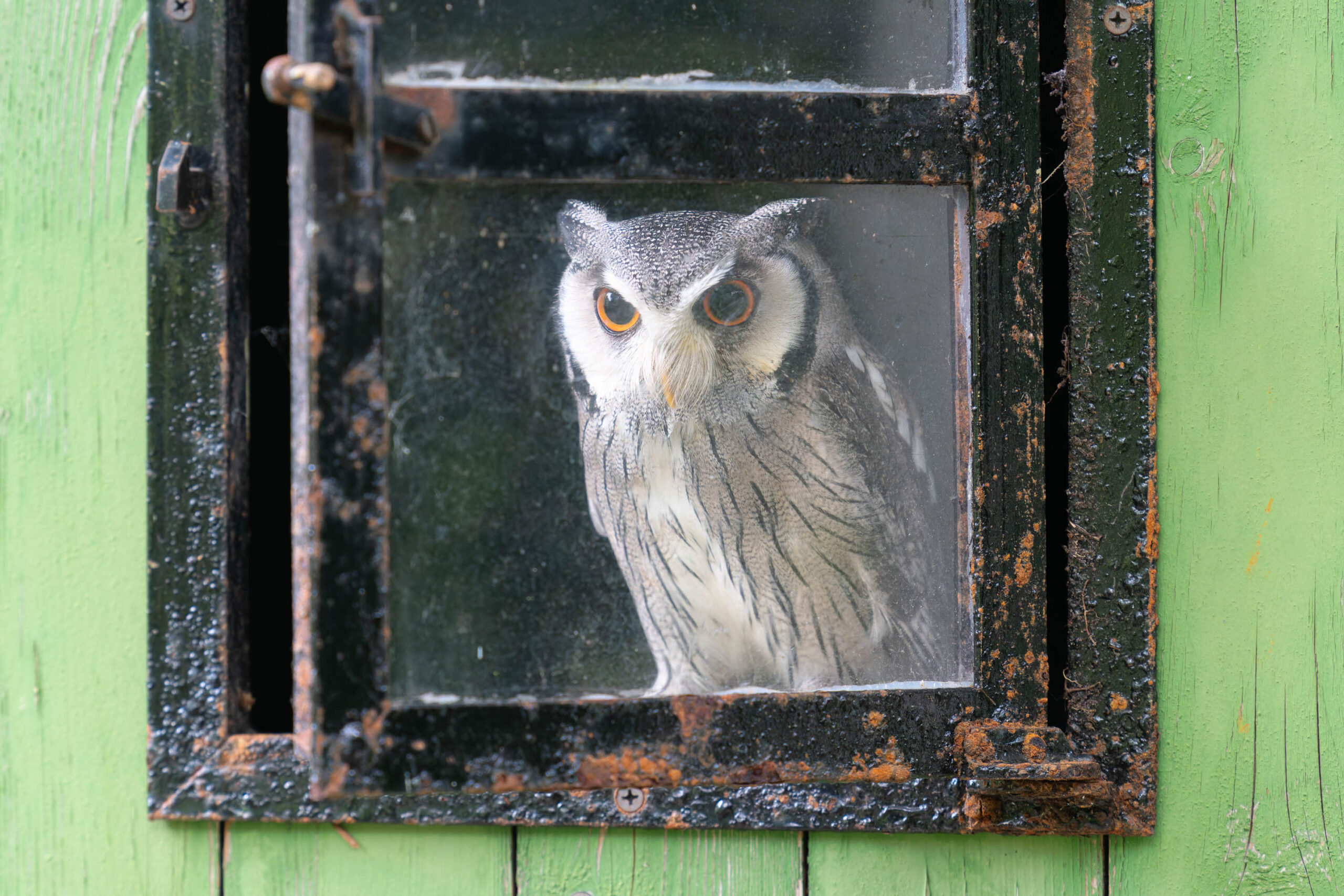 Das Bild zeigt einen Afrikanischen Weißgesichtskauz (Ptilopsis leucotis), auch bekannt als Weißgesichtige Uhu, der durch ein altes, rostiges Fenster blickt. Der Uhu hat große, gelbe Augen, die direkt in die Kamera schauen. Sein Gefieder ist überwiegend hellgrau mit dunkleren Flecken. Das Fenster ist alt und verwittert, mit deutlichen Rostspuren am Rahmen. Im Hintergrund ist eine grüne Wandfläche zu sehen. Das Bild wurde im Rahmen eines Eulen-Fotoworkshops im Juni 2024 aufgenommen und zeigt die Eule Hugo.