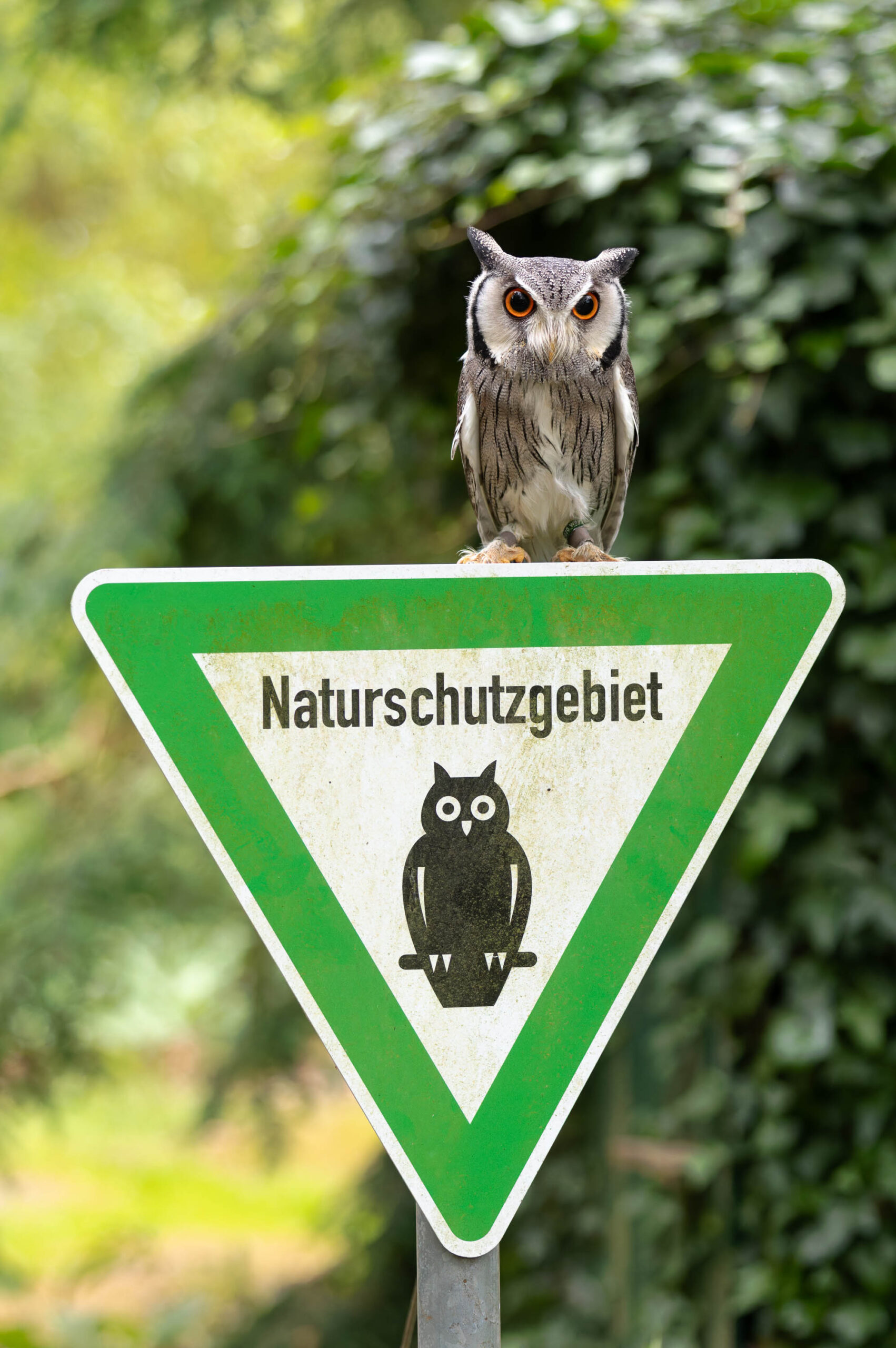 Das Bild zeigt einen Afrikanischen Weißgesichtskauz (Ptilopsis leucotis), der auf einem grünen Verkehrsschild sitzt. Das Schild trägt die Aufschrift 'Naturschutzgebiet' und zeigt eine stilisierte Eule. Der Hintergrund besteht aus dichtem Grünwerk, was auf eine natürliche Umgebung hindeutet. Das Bild wurde im Juni 2024 im Rahmen eines Eulen-Fotoworkshops aufgenommen und zeigt die Eule Hugo.