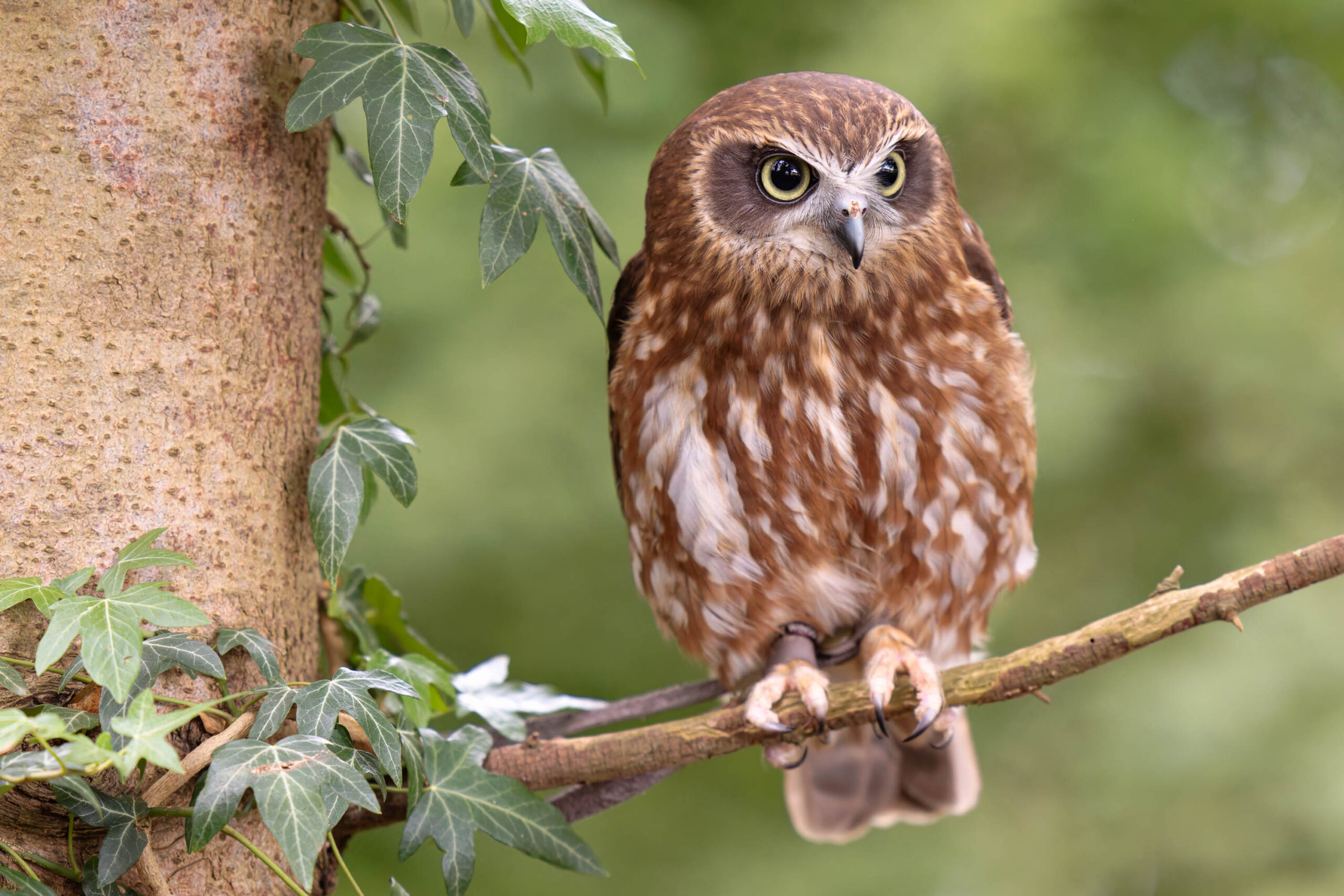 Das Bild zeigt eine Sperbereule (Surnia ulula), auch bekannt als Schnee-Eule, die auf einem Ast sitzt. Die Eule hat ein dichtes, braun-weißes Gefieder, das ihr ein getupftes Aussehen verleiht. Ihre Augen sind gelb und blicken direkt in die Kamera. Der Hintergrund ist unscharf und besteht aus grünem Laub, was die Eule hervorhebt. Das Bild wurde im Juni 2024 während eines Eulen-Workshops aufgenommen und zeigt die Eule namens Käthe.