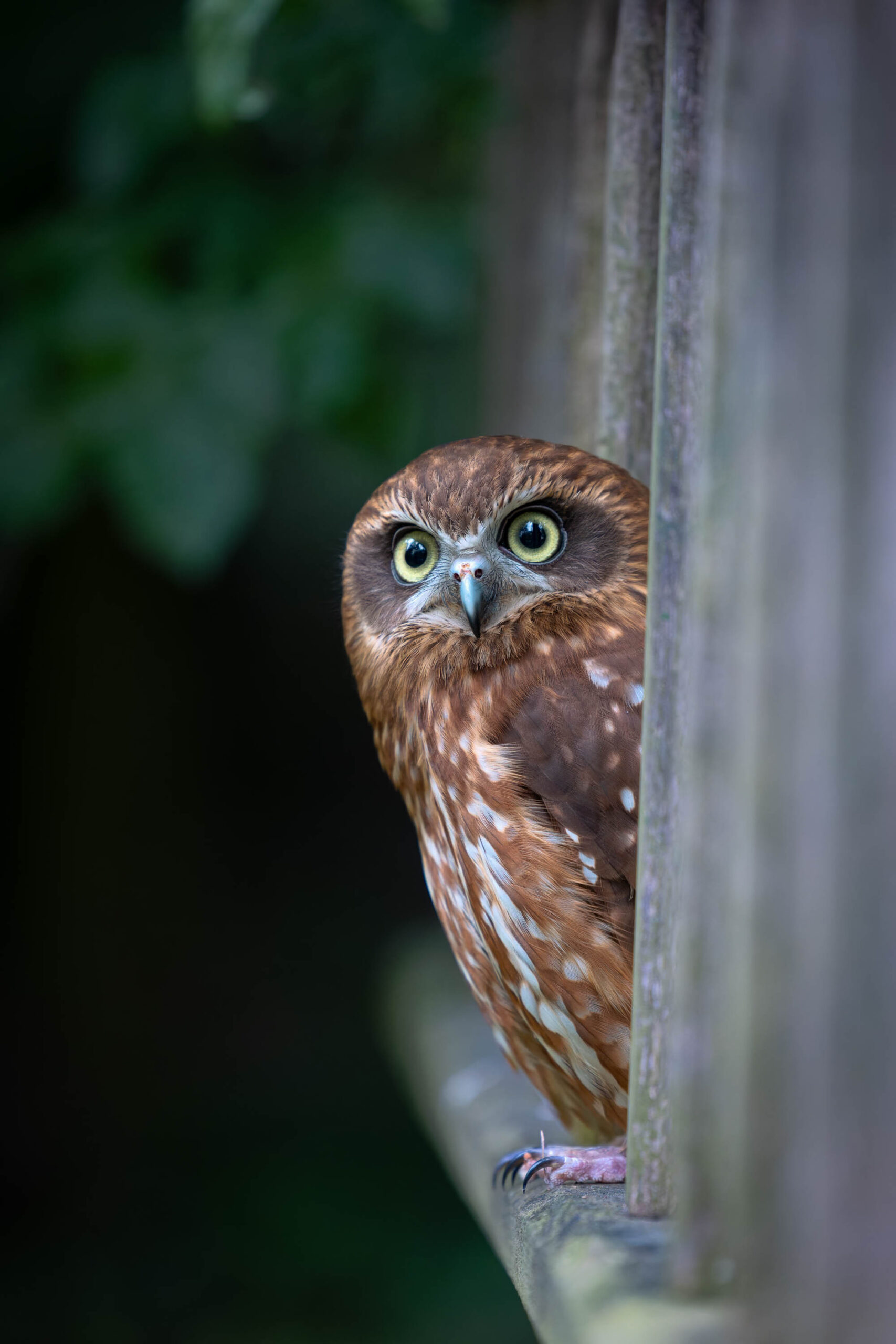 Das Bild zeigt eine Sperbereule (Surnia ulula), auch bekannt als Käthe, die aus einem Baumstamm schaut. Die Eule ist sehr nah an der Kamera und füllt den Großteil des Bildes aus. Ihre großen, gelben Augen sind auf den Betrachter gerichtet, was dem Bild eine intensive und neugierige Atmosphäre verleiht. Das braune Gefieder der Eule ist mit weißen Flecken versehen, was ihr ein auffälliges Aussehen verleiht. Der Hintergrund ist unscharf und besteht aus dunklen Blättern und Ästen, was die Eule noch mehr hervorhebt. Das Bild wurde im Rahmen eines Eulen-Workshops im Juni 2024 aufgenommen.