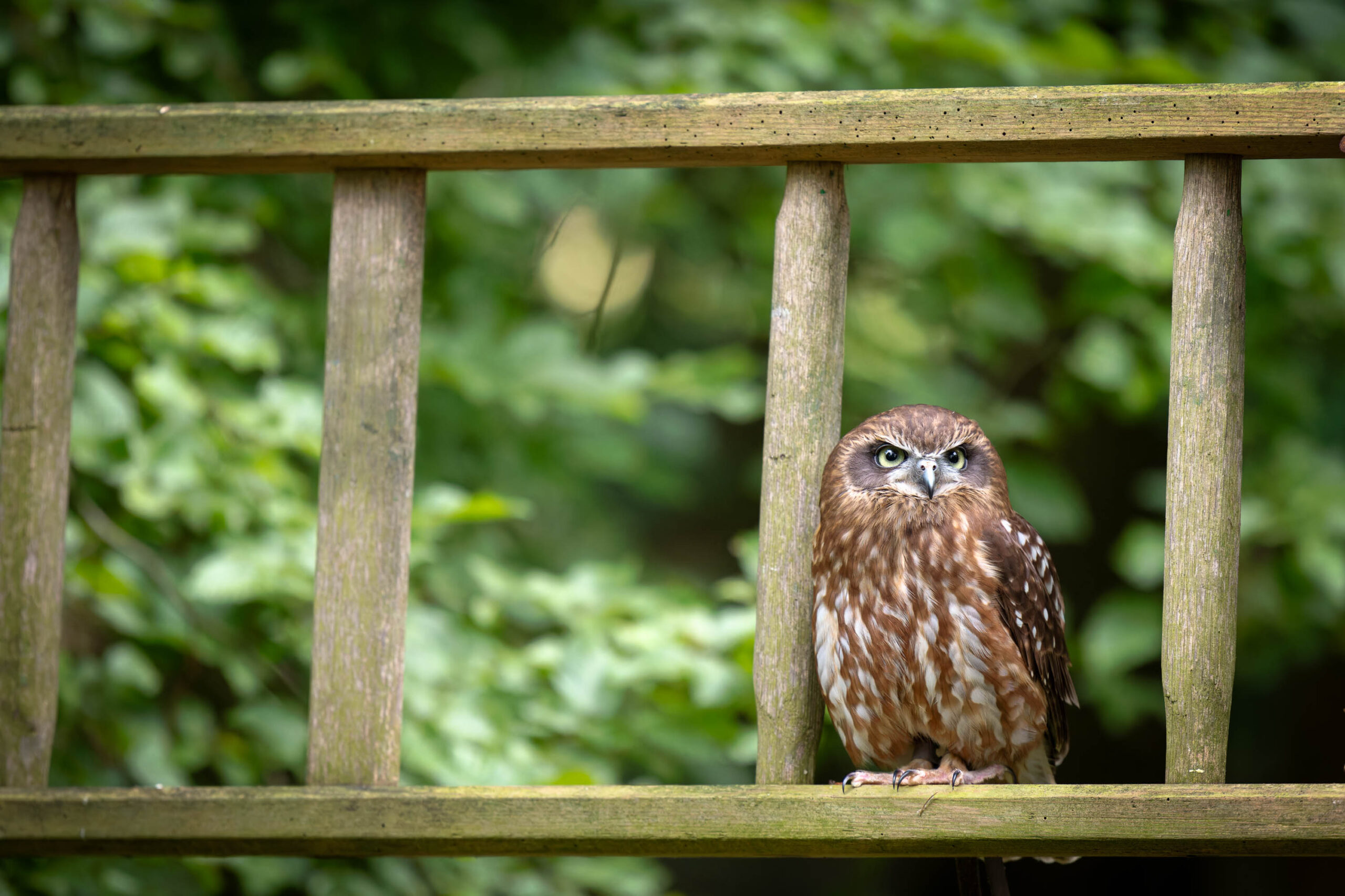 Das Bild zeigt eine Sperbereule (Surnia ulula), die auf einem Holzgeländer sitzt. Die Eule, mit dem Namen Käthe, blickt direkt in die Kamera. Ihr Gefieder ist braun und grau gemustert, typisch für diese Art. Der Hintergrund besteht aus dichtem Grün, was die Eule hervorhebt. Das Bild wurde im Rahmen eines Eulen-Workshops im Juni 1924 aufgenommen.