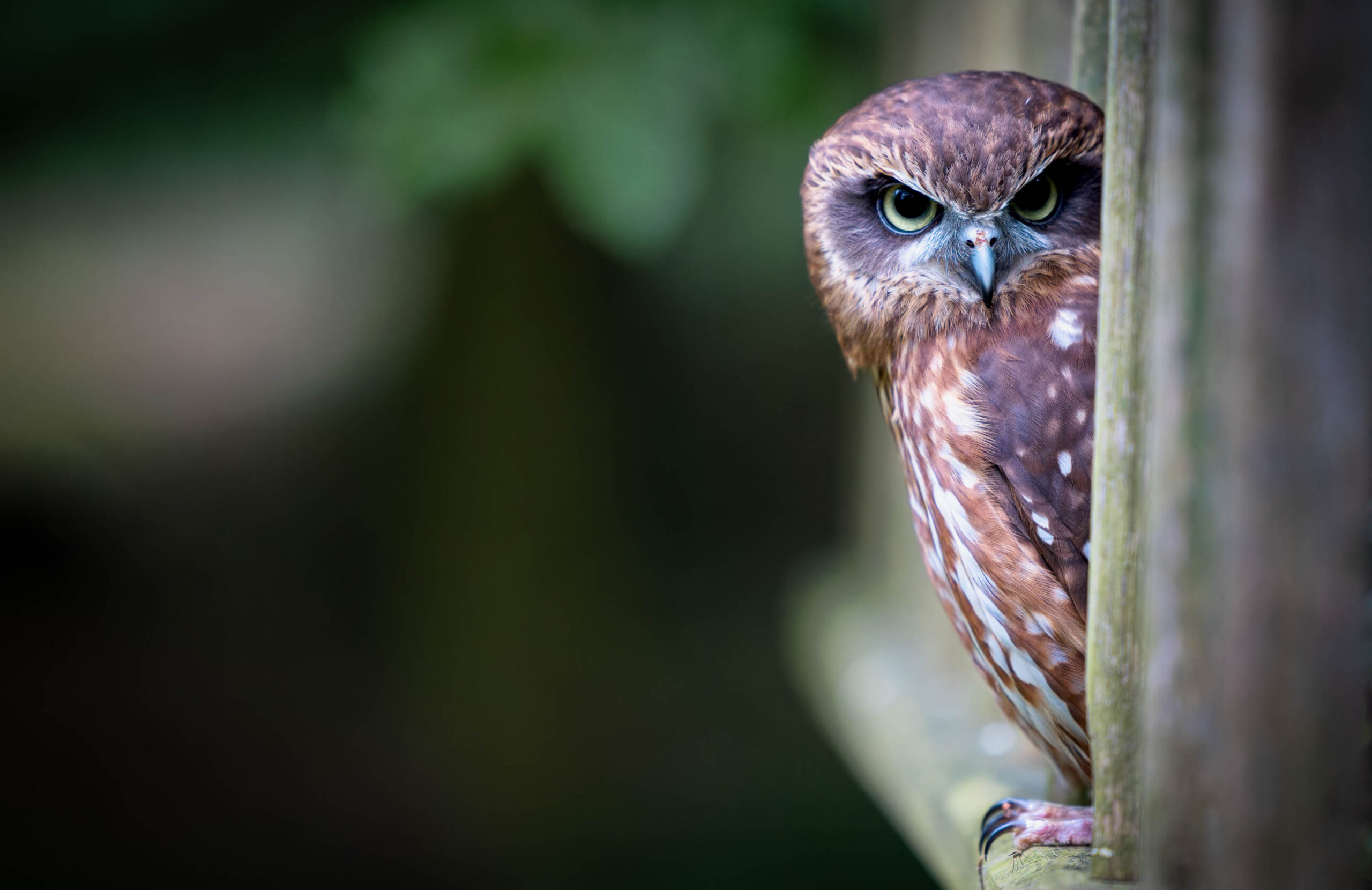 Das Bild zeigt eine Nahaufnahme einer Sperbereule (Surnia ulula), auch bekannt als Schnee-Eule, die aus einem Baumstamm lugt. Die Eule hat ein dichtes, braun-weißes Gefieder und einen intensiven, durchdringenden Blick. Sie scheint neugierig und wachsam zu sein. Der Hintergrund ist dunkel und verschwommen, was die Aufmerksamkeit auf die Eule lenkt. Das Bild wurde vermutlich während eines Eulen-Workshops im Juni 2024 aufgenommen und zeigt die Eule namens Käthe.