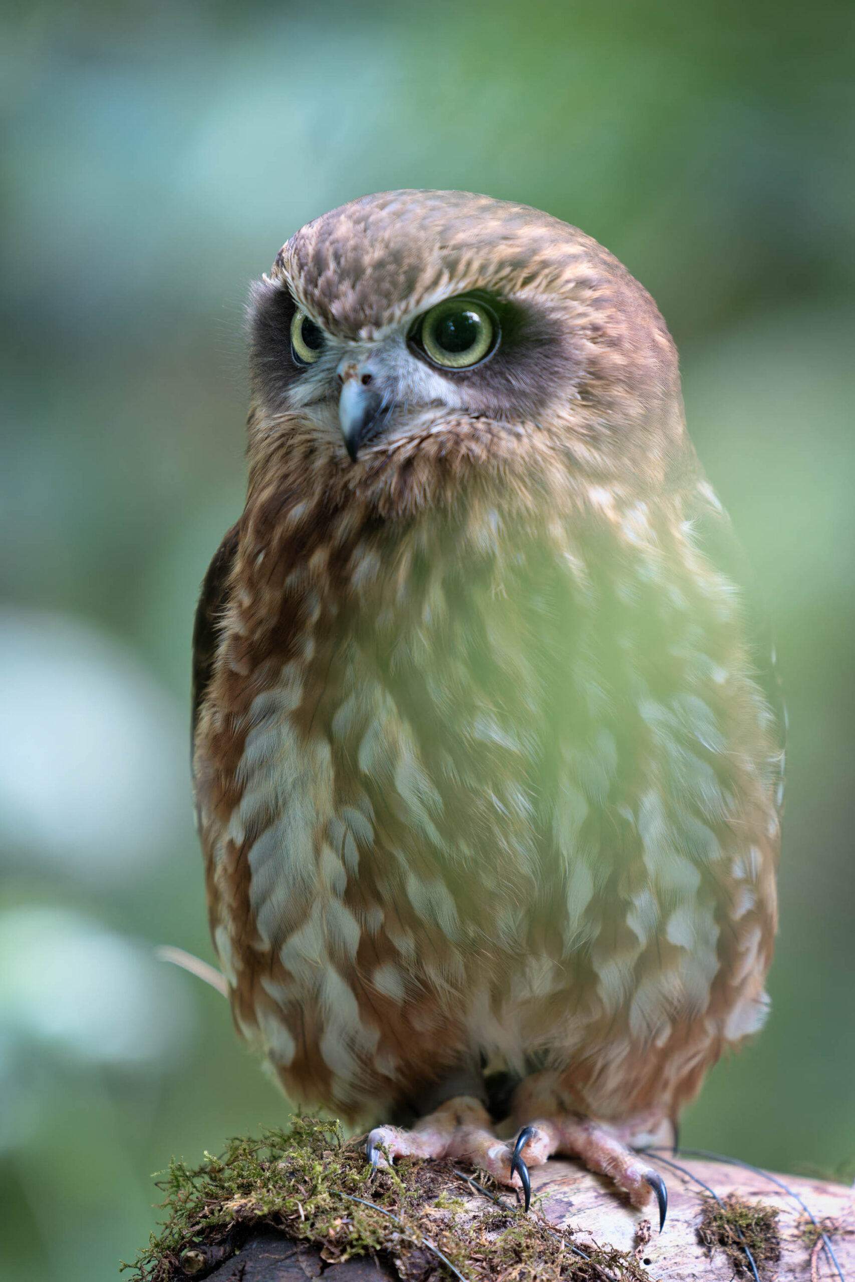 Das Bild zeigt eine Sperbereule (Surnia ulula), vermutlich das Weibchen Käthe, im Rahmen eines Eulen-Workshops im Juni 2024. Die Eule sitzt auf einem mit Moos bedeckten Ast und blickt direkt in die Kamera. Ihr Gefieder ist überwiegend braun und grau gemustert, mit helleren Flecken. Ihre Augen sind leuchtend grün und ihr Blick ist intensiv und aufmerksam. Der Hintergrund ist unscharf und besteht aus grünem Laub, was die Eule hervorhebt. Die Beleuchtung ist weich und gleichmäßig, was die Details des Tieres gut zur Geltung bringt. Die Eule wirkt ruhig und selbstbewusst.