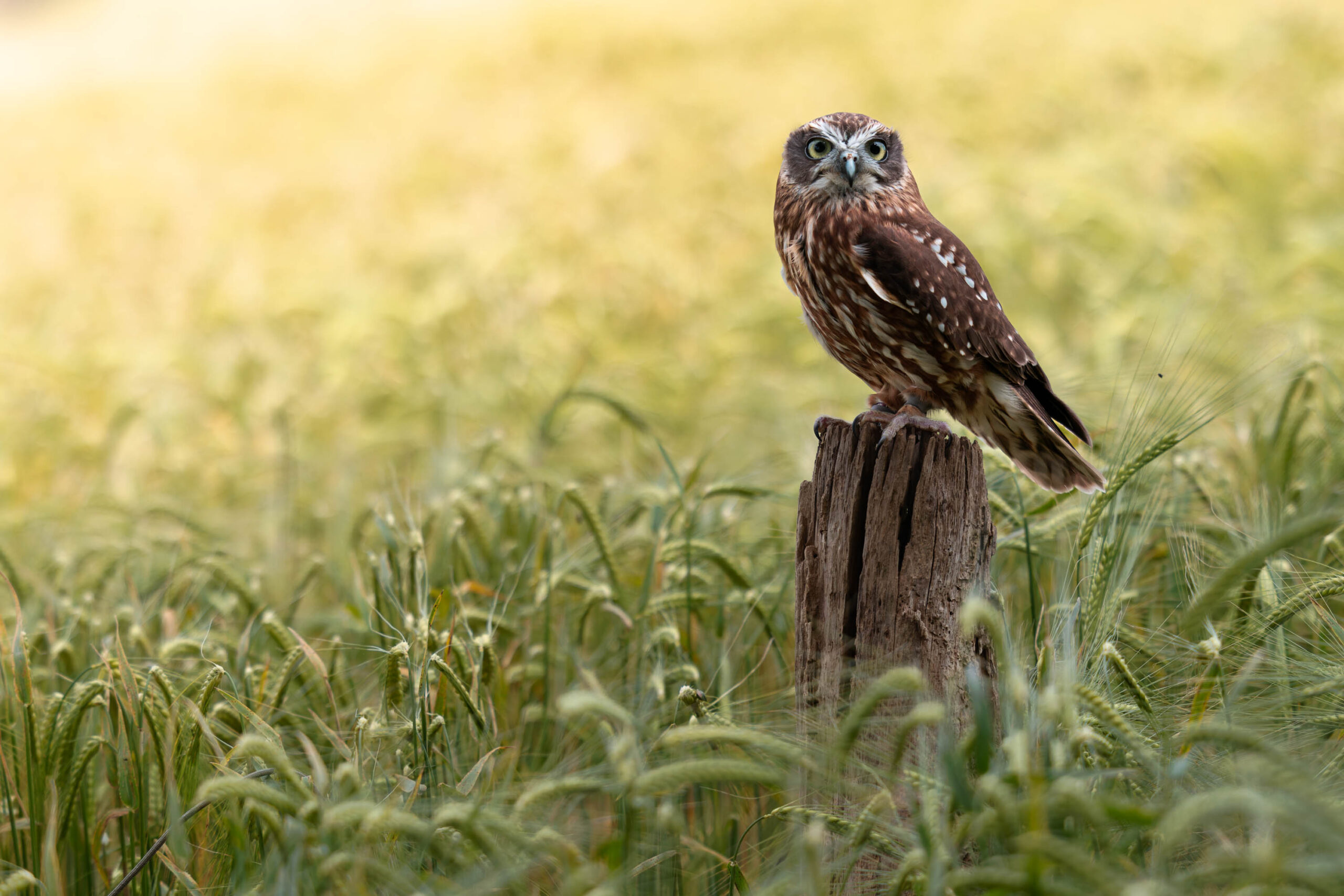 Das Bild zeigt eine Sperbereule (Surnia ulula), auch bekannt als Käthe, die auf einem verwitterten Baumstumpf in einem Feld mit üppigem, reifem Getreide sitzt. Die Eule blickt direkt in die Kamera, was einen intensiven Blick erzeugt. Das Licht ist weich und diffus, was eine ruhige und friedliche Atmosphäre schafft. Die Eule ist in ihrem natürlichen Lebensraum zu sehen, was die Schönheit und Wildheit der Natur hervorhebt. Das Bild wurde im Rahmen eines Eulen-Workshops im Juni 2024 aufgenommen.