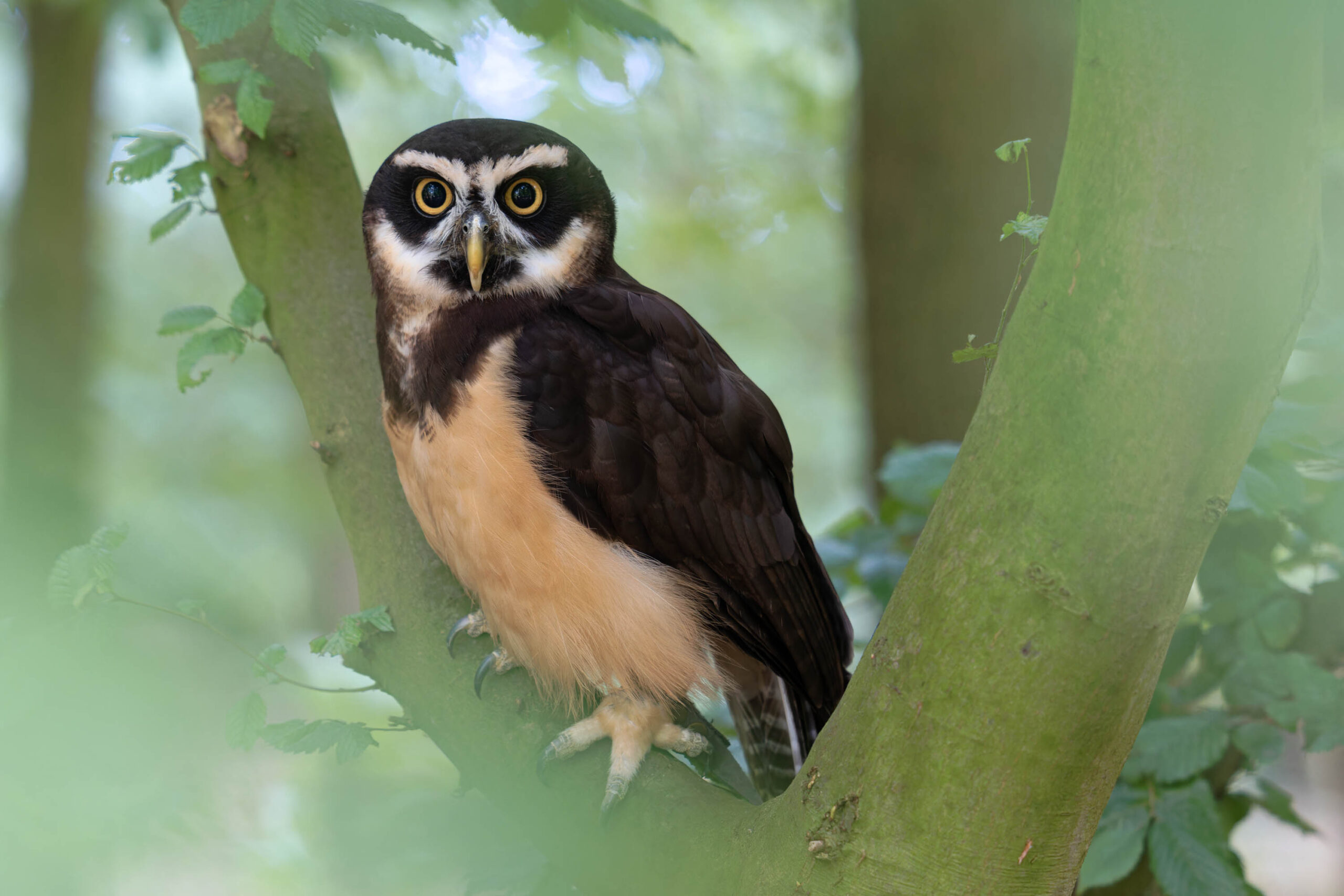 Das Bild zeigt eine Brillenkauz-Dame (Pulsatrix perspicillata) namens Lotta, die auf einem Baumstamm sitzt. Die Eule hat ein auffälliges Aussehen mit dunklen Federn und einem hellen Gesicht. Ihre Augen sind gelb und blicken direkt in die Kamera. Der Hintergrund besteht aus grünen Blättern, die einen unscharfen, natürlichen Rahmen bilden. Das Bild ist gut belichtet und zeigt die Details des Tieres sehr gut. Es ist ein Porträt, das die Schönheit und den Charakter der Eule hervorhebt. Der Fokus liegt auf dem Gesicht der Eule, was ihre Persönlichkeit betont. Das Bild vermittelt eine ruhige und friedliche Atmosphäre.