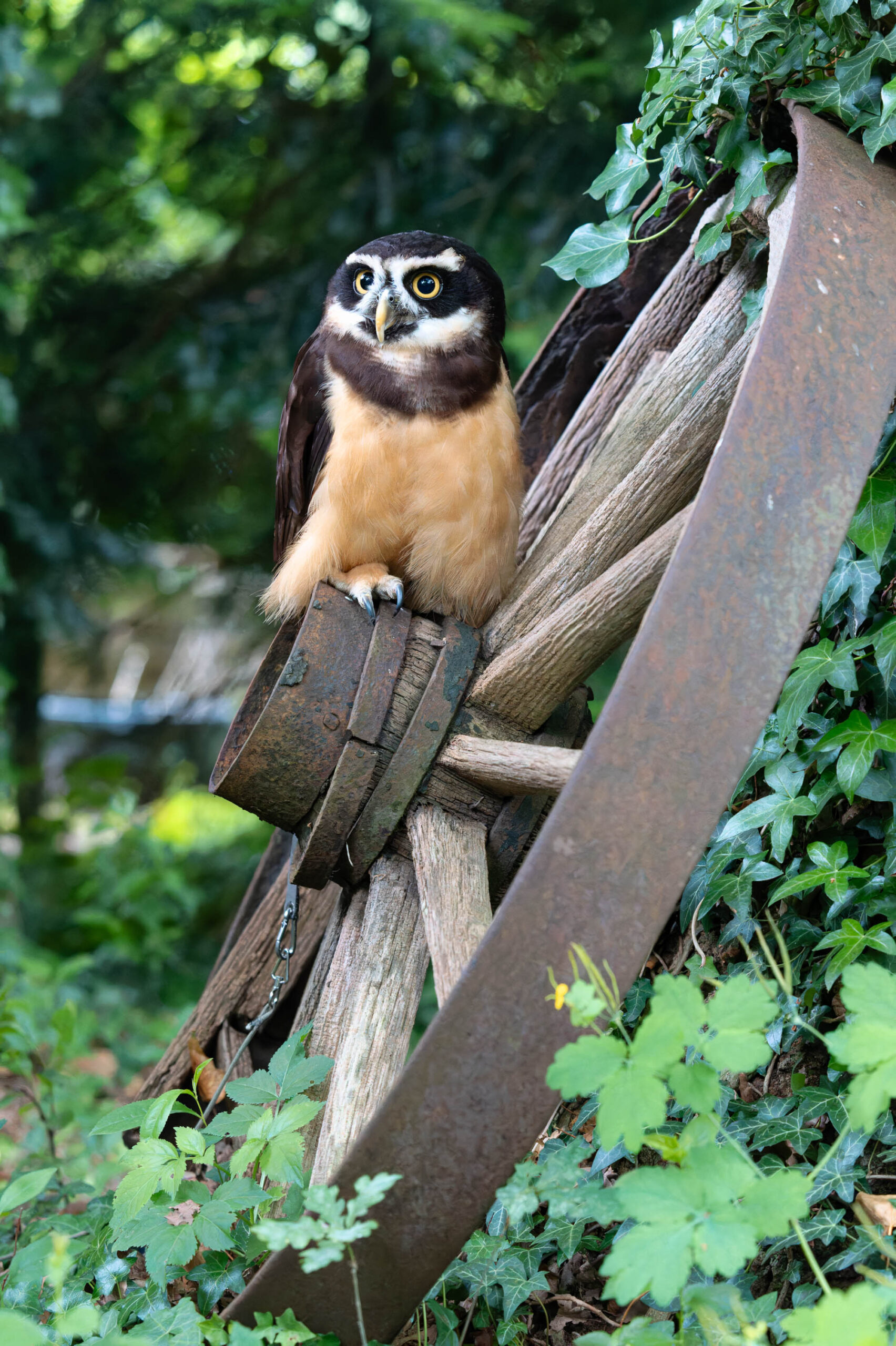 Das Bild zeigt eine Brillenkauz-Dame (Pulsatrix perspicillata) namens Lotta, die auf einem alten, verwitterten Holzstuhl sitzt. Der Stuhl ist teilweise von dichtem Efeu umrankt, was eine natürliche und rustikale Atmosphäre schafft. Lotta blickt direkt in die Kamera, ihr Blick ist aufmerksam und neugierig. Ihr Gefieder ist überwiegend gelb-braun mit dunklen Augenbrauen, die ihr einen besonders ausdrucksstarken Blick verleihen. Das Licht ist weich und diffus, was die Details ihres Gefieders hervorhebt. Im Hintergrund sind weitere grüne Blätter und Äste zu sehen, die das Bild in eine natürliche Umgebung einbetten. Das Bild vermittelt eine friedliche und faszinierende Darstellung der Eule.