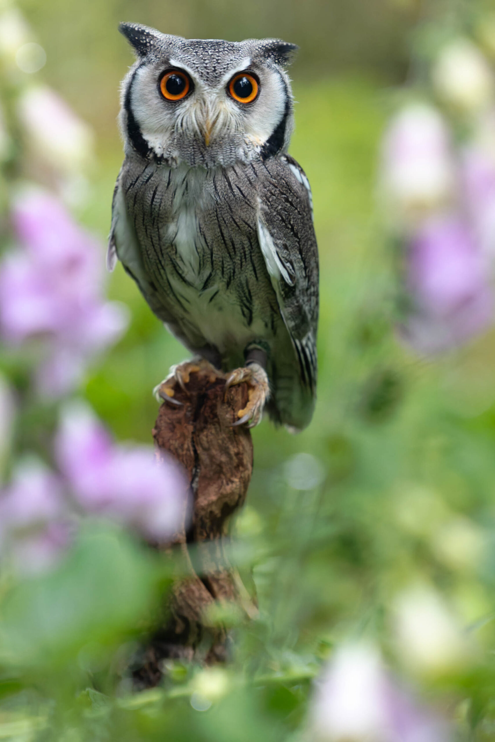 Das Foto zeigt einen Afrikanischen Weißgesichtskauz (Ptilopsis leucotis), auch bekannt als Hugo, der auf einem Ast sitzt. Der Fokus liegt auf dem Vogel, der mit seinen großen, orangefarbenen Augen direkt in die Kamera blickt. Der Hintergrund ist unscharf und besteht aus lila Blüten und grünem Laub, was eine ruhige und natürliche Atmosphäre schafft. Das Bild wurde während eines Eulen-Fotoworkshops im Juni 2024 aufgenommen.