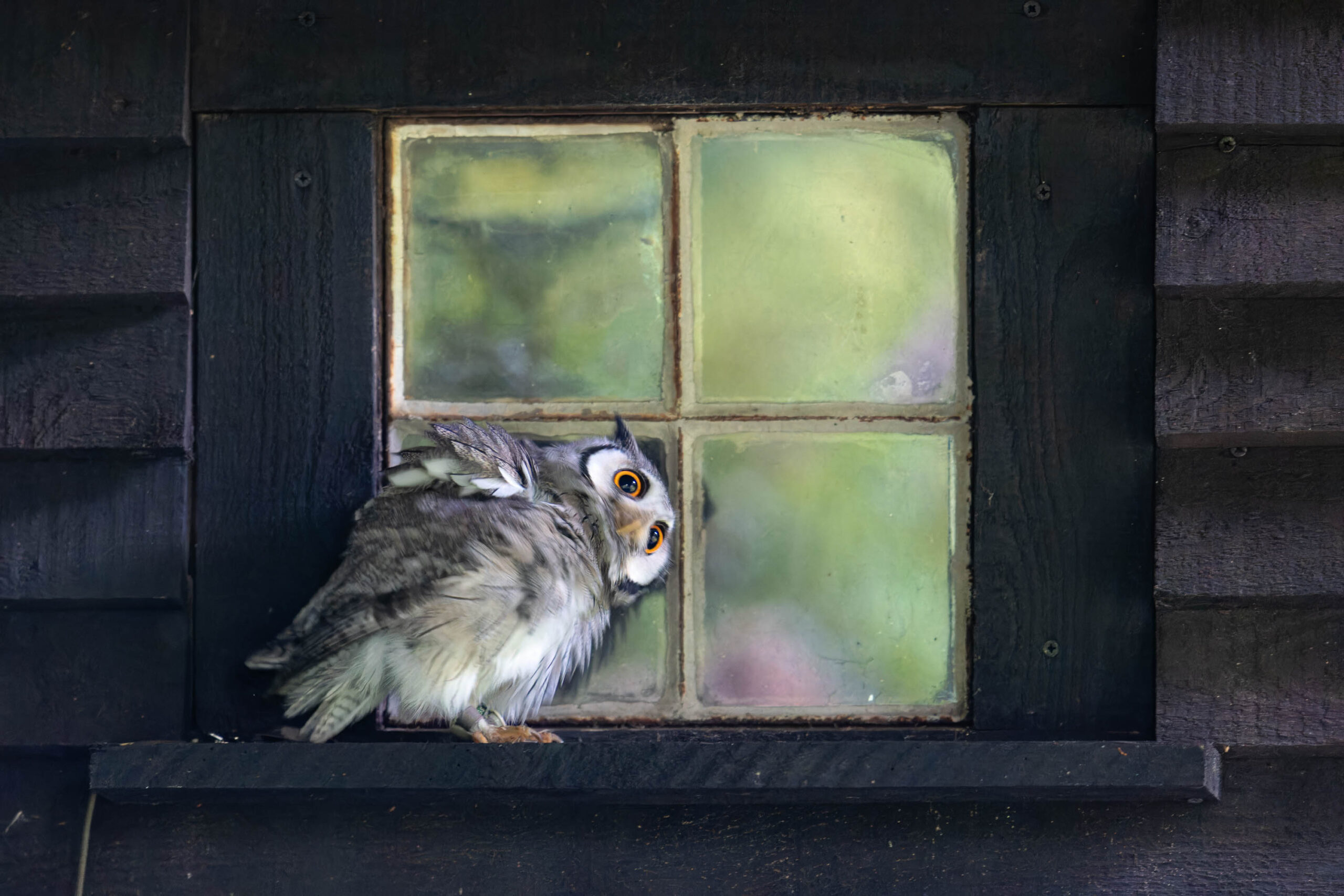 Das Bild zeigt einen Afrikanischen Weißgesichtskauz (Ptilopsis leucotis), der auf dem Sims eines Fensters sitzt. Der Kauz blickt direkt in die Kamera, was ihm einen neugierigen und aufmerksamen Ausdruck verleiht. Das Fenster ist aus alten, leicht vergilbten Glasfenstern und umgeben von einem dunklen Holzrahmen. Im Hintergrund ist eine verschwommene grüne Landschaft zu sehen. Das Bild ist gut belichtet und die Details des Kauzes sind scharf dargestellt. Der Hintergrund ist weich und verschwommen, was den Fokus auf den Kauz lenkt. Das Bild vermittelt eine ruhige und friedliche Atmosphäre.