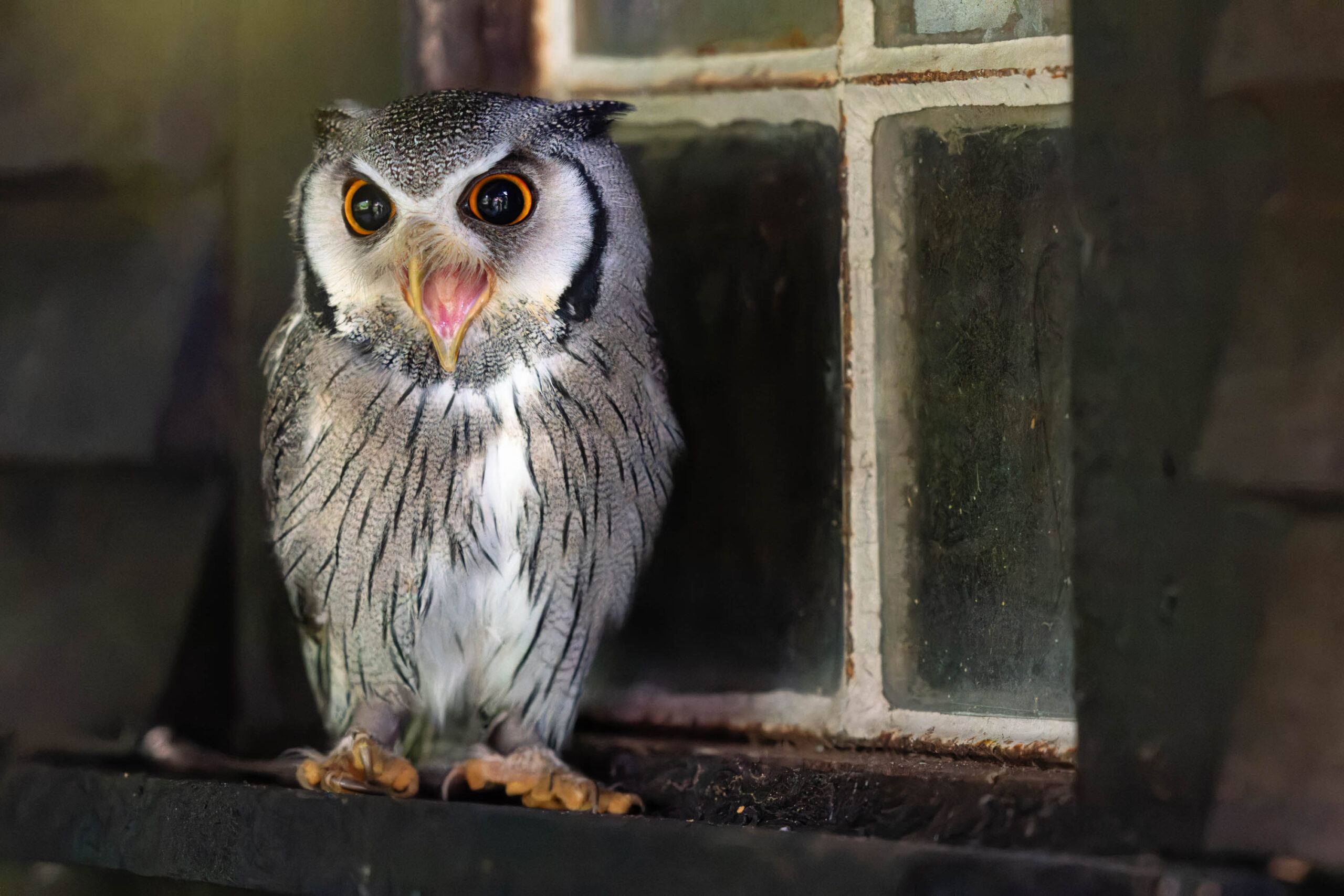 Das Bild zeigt einen Afrikanischen Weißgesichtskauz (Ptilopsis leucotis), auch bekannt als Hugo, der vor einem Fenster sitzt. Der Kauz hat ein dichtes, graues Federkleid mit dunkleren Streifen und auffällige, orangefarbene Augen. Er blickt direkt in die Kamera, was dem Bild eine direkte und fesselnde Wirkung verleiht. Das Fenster, vor dem er sitzt, besteht aus quadratischen, durchsichtigen Kacheln, die einen strukturierten Hintergrund bilden. Das Licht ist gedämpft und erzeugt eine stimmungsvolle Atmosphäre. Das Bild wurde während eines Eulen-Fotoworkshops im Juni 2024 aufgenommen.
