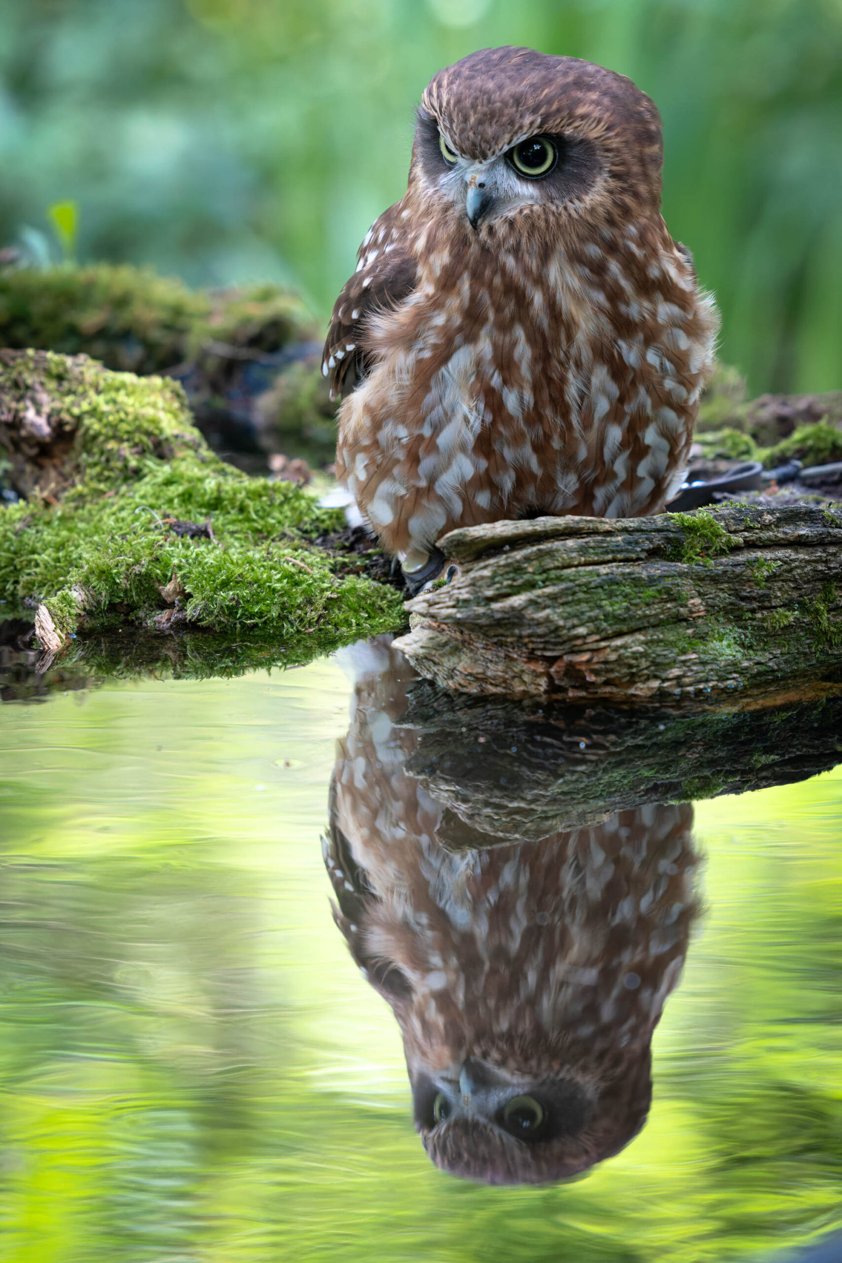 Das Bild zeigt eine Sperbereule (Surnia ulula), die auf einem mit Moos bewachsenen Ast sitzt. Das Tier befindet sich direkt über einem Gewässer, wodurch ein deutlicher Spiegelungseffekt entsteht. Die Eule hat ein dichtes, braun-weiß geflecktes Gefieder und auffällige, gelbe Augen. Der Hintergrund besteht aus grünem Wasser und dichter Vegetation, was eine ruhige und natürliche Atmosphäre schafft. Es handelt sich um die Sperbereule namens Käthe, die im Rahmen eines Eulen-Workshops im Juni 2024 fotografiert wurde.