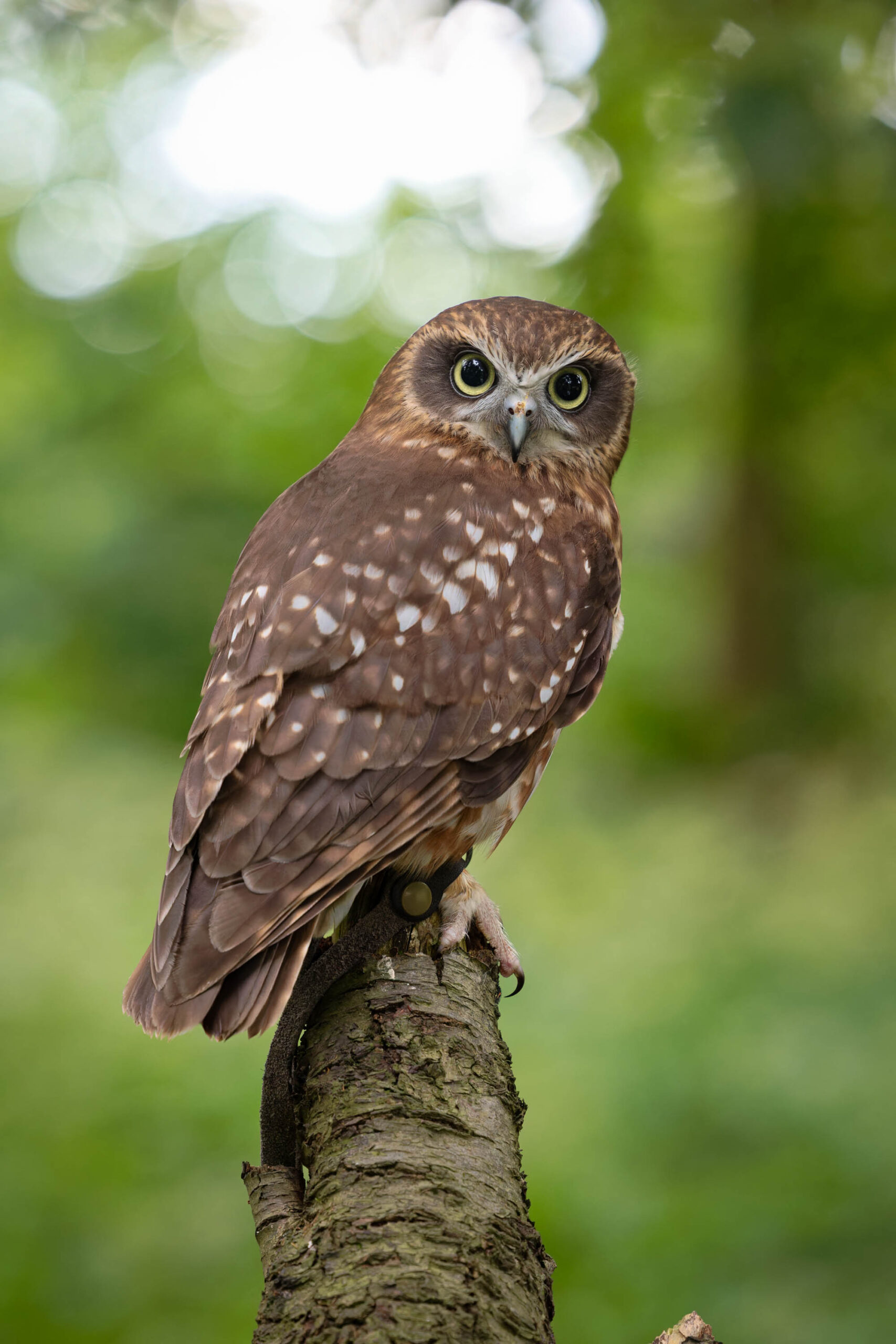 Das Bild zeigt eine Sperbereule (Surnia ulula), auch bekannt als Schnee-Eule, die auf einem Ast sitzt. Die Eule hat ein braun-weißes Gefieder mit dunklen Flecken. Ihre Augen sind gelb und aufmerksam. Der Hintergrund ist unscharf und besteht aus grünem Laub. Es ist ein Porträt, das die Eule in den Fokus rückt. Die Eule trägt den Namen Käthe und wurde im Rahmen eines Eulen-Workshops im Juni 1924 fotografiert.