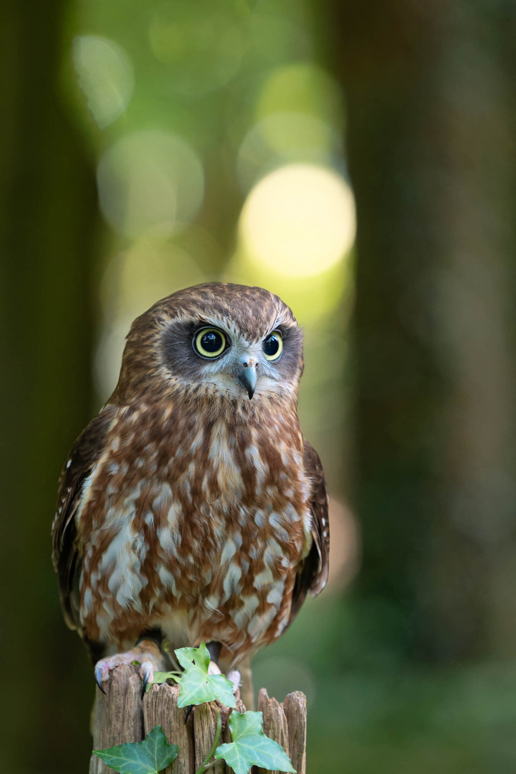Das Bild zeigt eine Nahaufnahme einer Sperbereule (Surnia ulula), die auf einem Baumstumpf sitzt. Die Eule hat ein dichtes, braun-weißes Gefieder und große, gelbe Augen, die direkt in die Kamera blicken. Der Hintergrund ist unscharf und besteht aus grünen Blättern, was einen natürlichen und friedlichen Eindruck vermittelt. Die Eule scheint aufmerksam und neugierig zu sein. Es handelt sich um die Sperbereule namens Käthe, aufgenommen während eines Eulen-Workshops im Juni 2024.