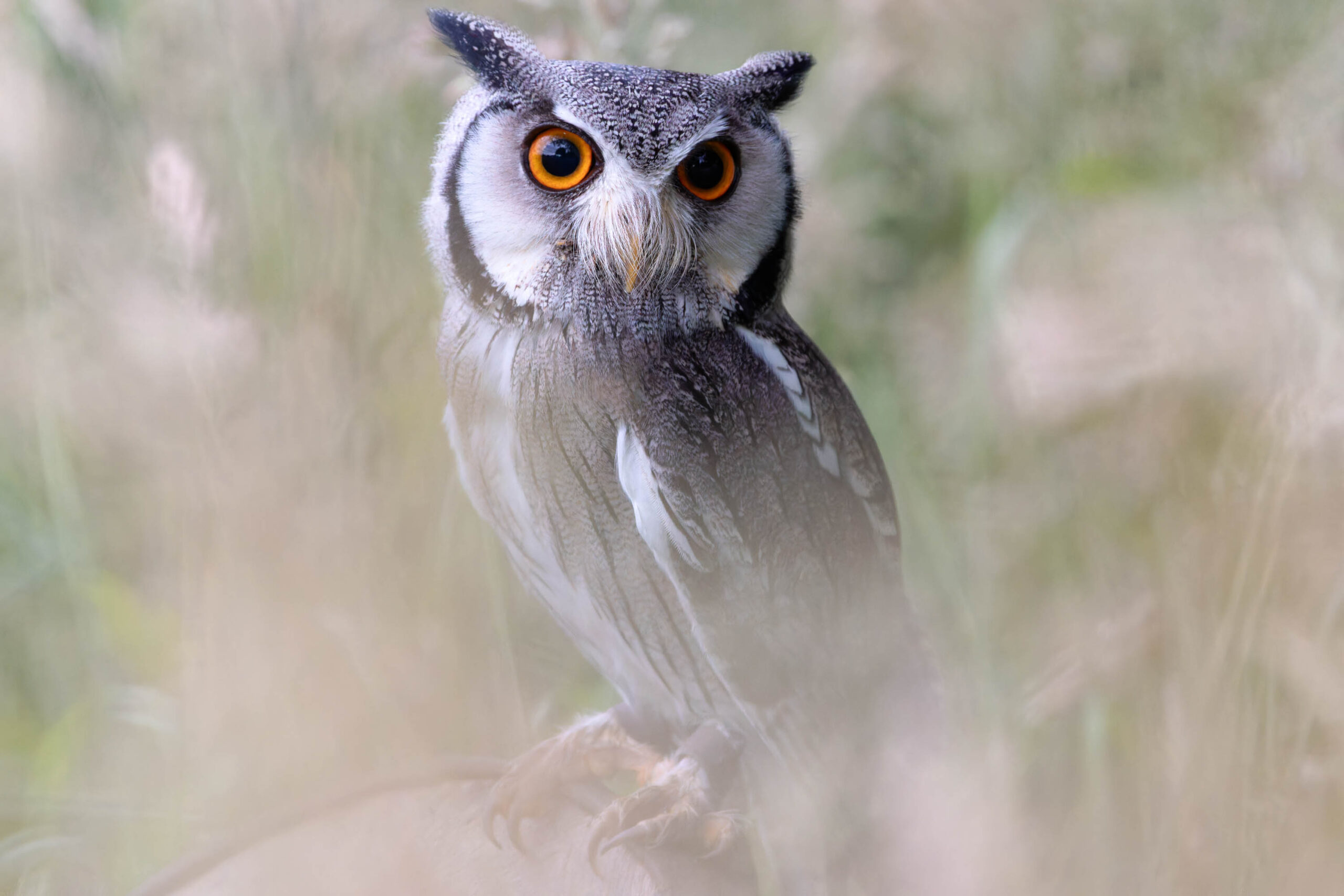 Das Bild zeigt einen Afrikanischen Weißgesichtskauz (Ptilopsis leucotis) in einer Nahaufnahme. Der Eule blickt direkt in die Kamera, ihre leuchtend orangefarbenen Augen sind sehr auffällig. Das Gefieder des Vogels ist grau und weiß, mit deutlichen Mustern. Der Hintergrund besteht aus hohem, trockenem Gras, das teilweise die Sicht auf den Eulen verdeckt. Die Beleuchtung ist weich und gleichmäßig, was die Details des Vogels hervorhebt. Es ist ein Porträt, das die Schönheit und den Charakter des Tieres einfängt. Der Eule trägt den Namen Hugo und wurde im Rahmen eines Eulen-Fotoworkshops im Juni 2024 fotografiert.