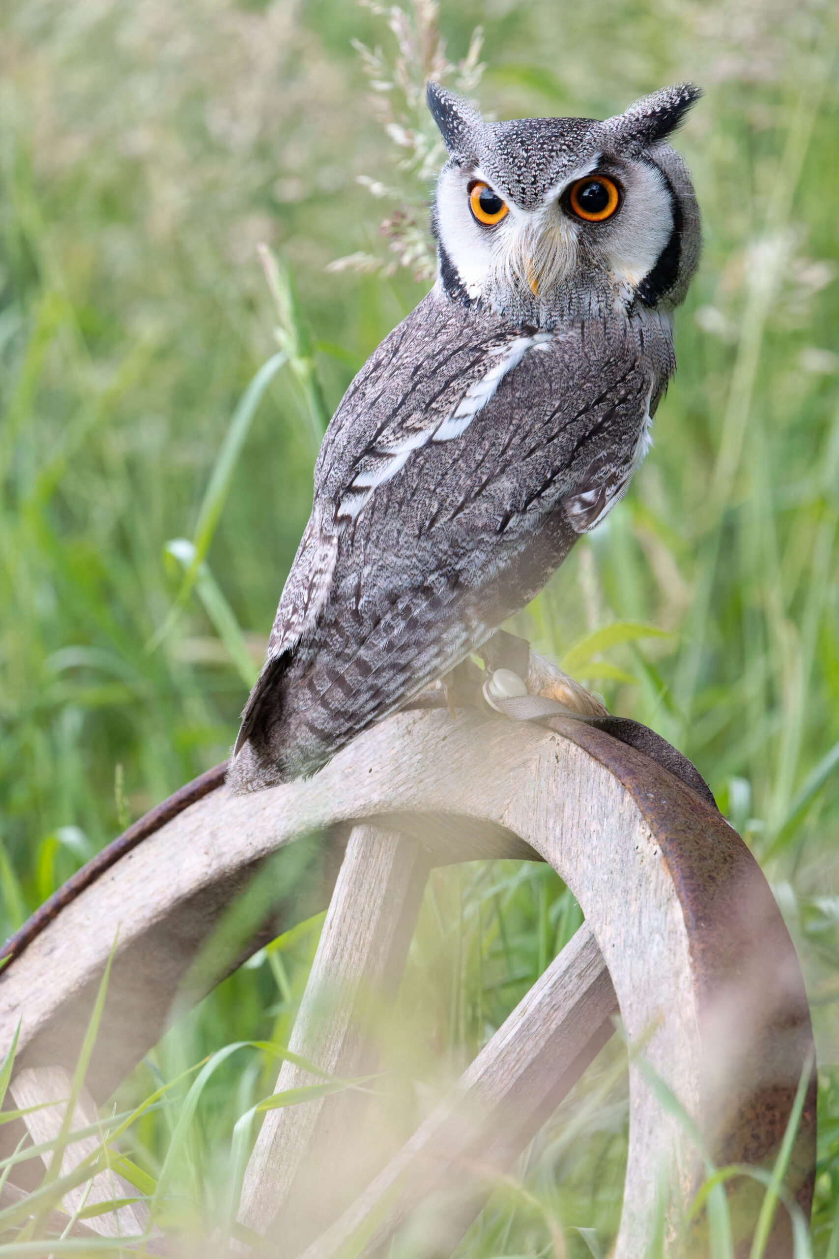 Das Bild zeigt einen Afrikanischen Weißgesichtskauz (Ptilopsis leucotis), auch bekannt als Weißgesichtige Uhu, der auf einem Ast sitzt. Der Uhu hat große, orangefarbene Augen und ein ausgeprägtes Gesicht mit weißen Akzenten. Sein Gefieder ist grau und braun gemustert. Der Hintergrund besteht aus grünem Gras und etwas Unkraut. Das Bild wurde wahrscheinlich während eines Eulen-Fotoworkshops im Juni 2024 aufgenommen und zeigt den Uhu namens Hugo.