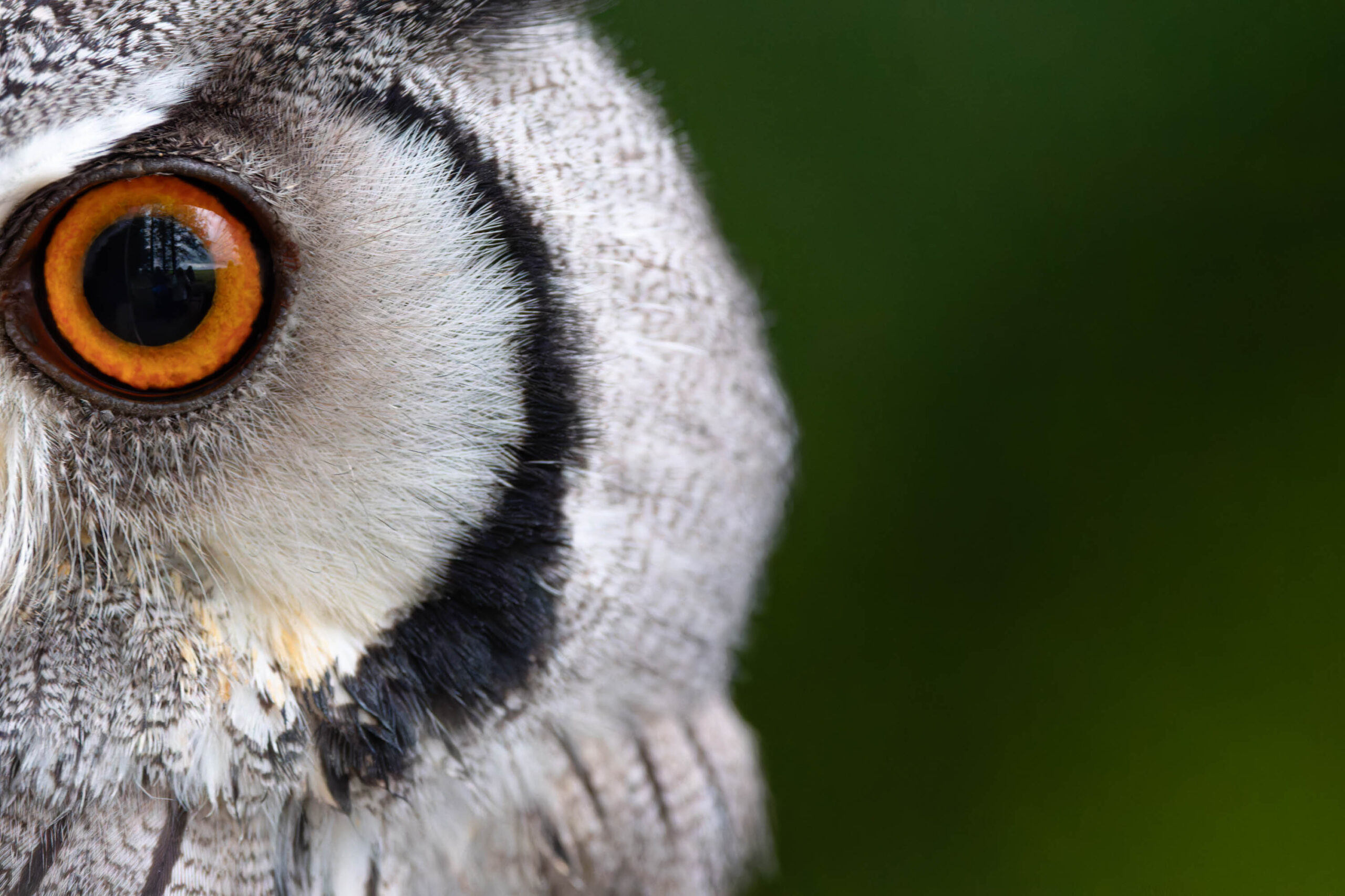 Das Bild zeigt eine extrem detaillierte Nahaufnahme des Auges eines Afrikanischen Weißgesichtskauz (Ptilopsis leucotis). Das Auge ist von dichtem, weißem Gefieder umgeben, das mit schwarzen Markierungen durchzogen ist. Das Iris ist orange-braun und zeigt einen vertikalen Pupillenriss, typisch für nachtaktive Tiere. Der Hintergrund ist dunkel und unscharf, was den Fokus auf das Auge verstärkt. Die Beleuchtung ist weich und gleichmäßig, wodurch die Textur des Gefieders und die Details des Auges hervorgehoben werden. Es handelt sich um ein Porträt, das die Schönheit und die einzigartigen Merkmale dieser Vogelart zeigt. Der Fokus liegt auf dem Auge, das einen intensiven Blick abgibt.
