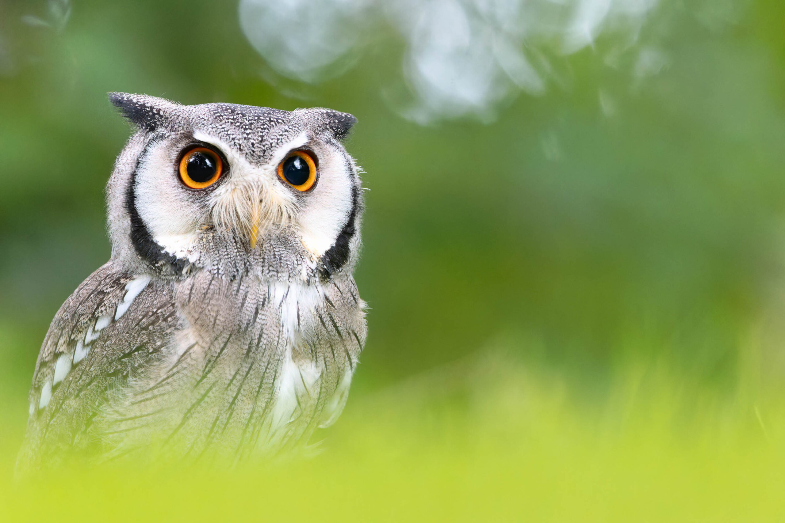 Das Bild zeigt einen Afrikanischen Weißgesichtskauz (Ptilopsis leucotis), auch bekannt als Weißgesichtskauz, in einer Nahaufnahme. Der Fokus liegt auf dem Gesicht der Eule, wobei ihre großen, gelben Augen besonders hervorstechen. Das Gefieder ist grau und weiß gefleckt, was dem Bild eine interessante Textur verleiht. Der Hintergrund besteht aus unscharfem, grünem Laub, was die Eule hervorhebt. Das Bild wurde während eines Eulen-Fotoworkshops im Juni 2024 aufgenommen und zeigt die Eule Hugo.