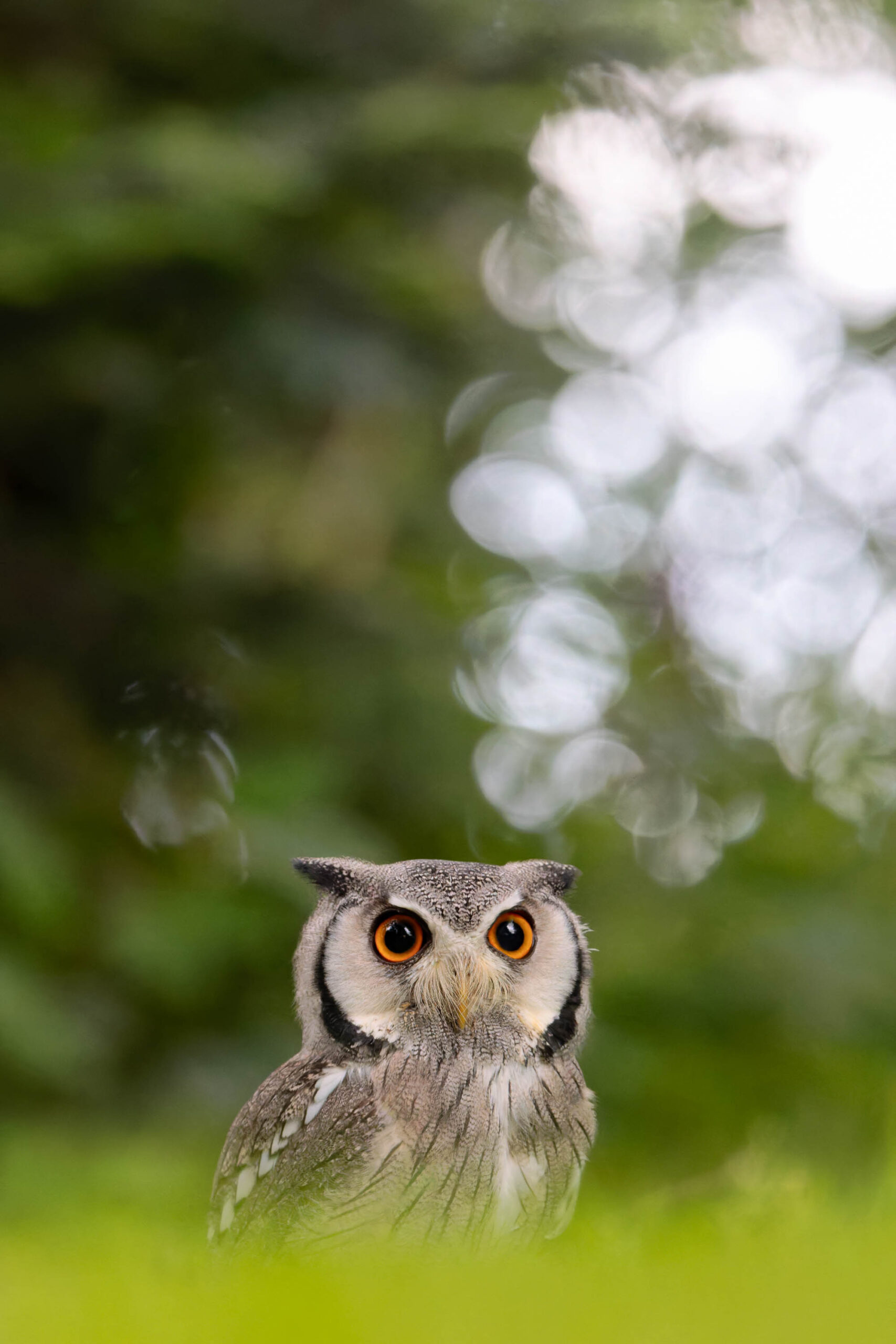 Das Bild zeigt eine Nahaufnahme eines Afrikanischen Weißgesichtskauz (Ptilopsis leucotis), auch bekannt als Hugo, im Rahmen eines Eulen-Fotoworkshops im Juni 2024. Der Fokus liegt auf dem Gesicht der Eule, wobei ihre leuchtenden, gelben Augen und die markanten schwarzen Augenbrauen besonders hervorgehoben werden. Der Körper der Eule ist mit einem gemusterten Fell bedeckt, das aus verschiedenen Brauntönen und Grautönen besteht. Der Hintergrund besteht aus einem verschwommenen Grün, das wahrscheinlich von der Vegetation stammt, und weißen Blüten, die einen schönen Kontrast zum dunklen Fell der Eule bilden. Die Beleuchtung ist weich und gleichmäßig, was dazu beiträgt, die Details des Gesichts der Eule hervorzuheben. Die Komposition ist einfach und effektiv, wobei die Eule im Mittelpunkt steht und der Hintergrund die Aufmerksamkeit nicht ablenkt. Das Bild vermittelt ein Gefühl von Ruhe und Schönheit und fängt die einzigartige Persönlichkeit dieser faszinierenden Kreatur ein.