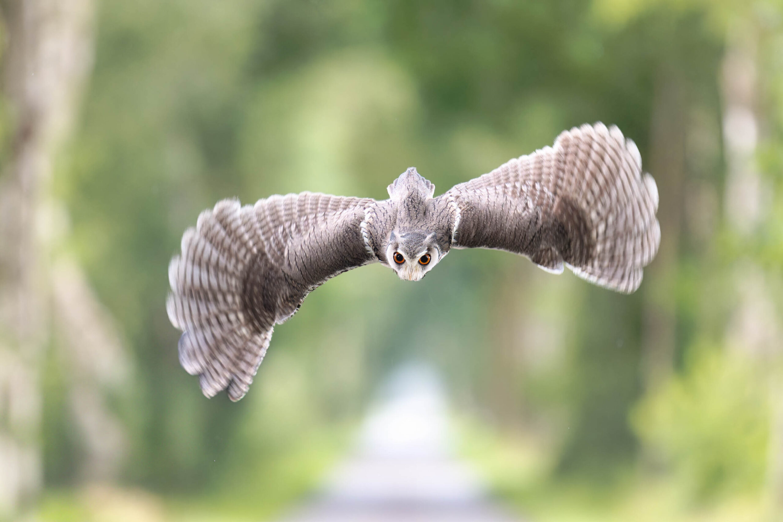 Das Bild zeigt einen Afrikanischen Weißgesichtskauz (Ptilopsis leucotis) im Flug. Der Fokus liegt auf dem Vogel, dessen Flügel vollständig ausgebreitet sind und die Details seiner Federstruktur gut sichtbar machen. Der Hintergrund ist unscharf und besteht aus Grün, was den Vogel hervorhebt. Die Beleuchtung ist weich und gleichmäßig, was zu einem ruhigen und natürlichen Eindruck beiträgt. Der Vogel scheint direkt in die Kamera zu schauen, was eine Verbindung zum Betrachter herstellt. Es ist ein dynamisches Bild, das die Eleganz und Anmut des Vogels im Flug einfängt.