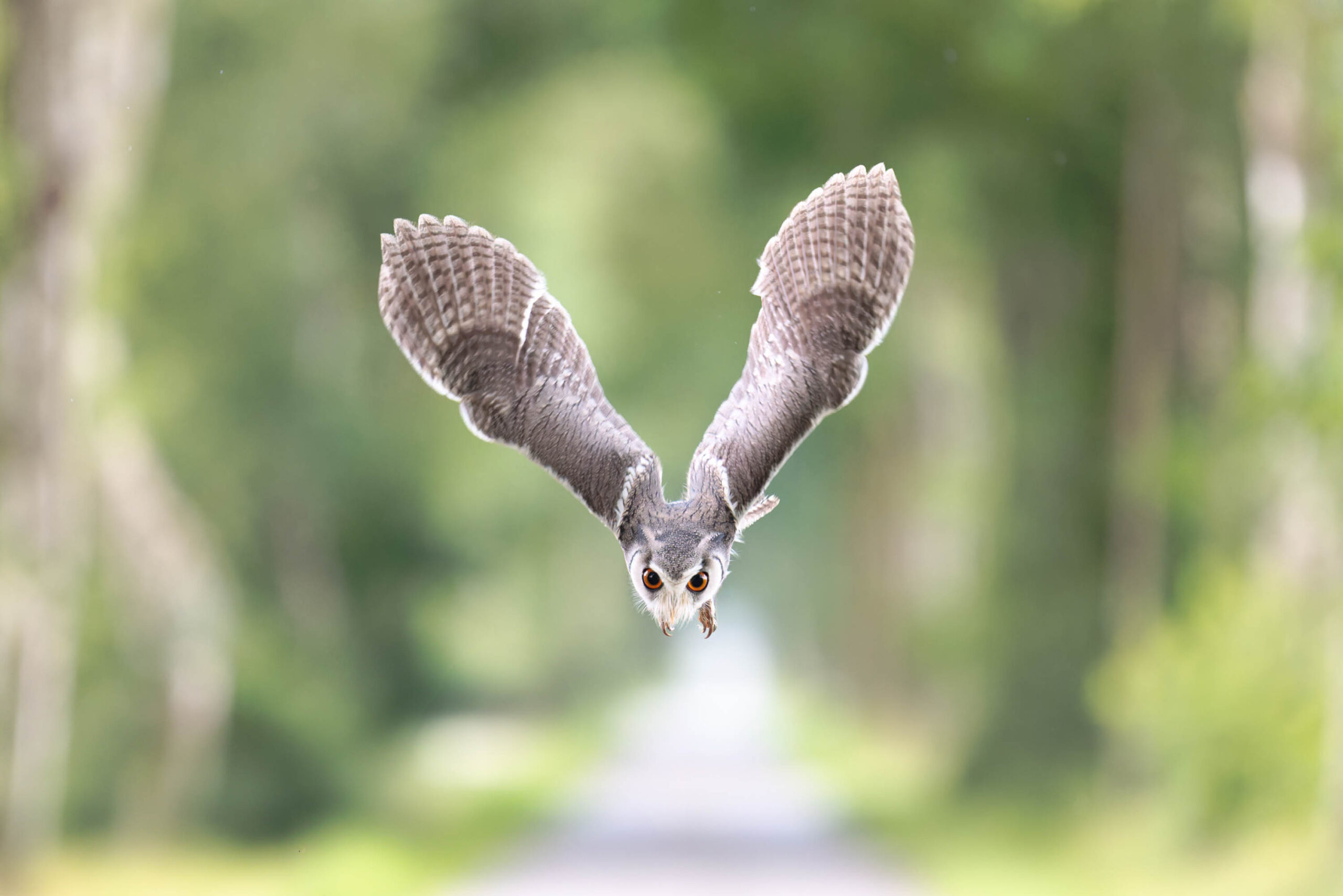 Das Bild zeigt einen Afrikanischen Weißgesichtskauz (Ptilopsis leucotis) im Flug. Der Fokus liegt auf dem Vogel, der sich in der Mitte des Bildes befindet. Seine Flügel sind weit ausgebreitet, und seine großen Augen sind auf den Betrachter gerichtet. Der Hintergrund besteht aus verschwommenen Bäumen, was den Vogel hervorhebt. Es ist ein dynamisches Bild, das die Bewegung des Vogels einfängt. Der Vogel scheint in Richtung des Betrachters zu fliegen. Das Bild wurde wahrscheinlich während eines Eulen-Fotoworkshops im Juni 2024 aufgenommen, wobei die Eule den Namen Hugo trägt.