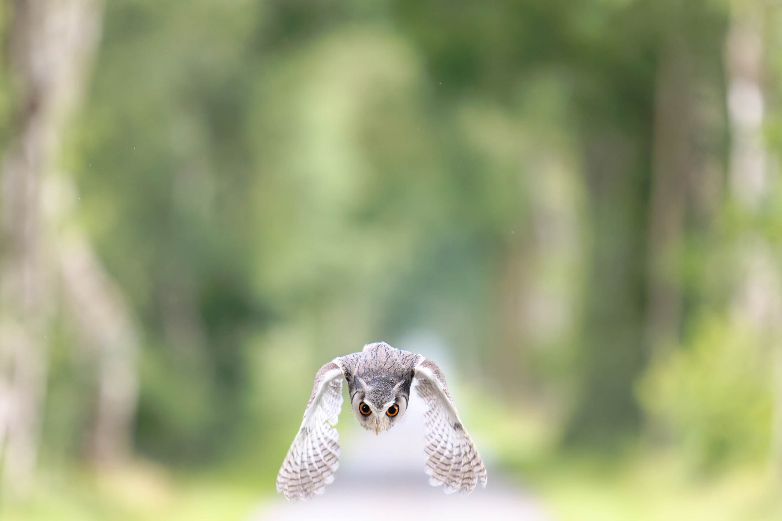 Das Bild zeigt einen Afrikanischen Weißgesichtskauz (Ptilopsis leucotis) im Flug. Der Fokus liegt auf dem Vogel, der sich in der Luft befindet und direkt auf den Betrachter zu fliegt. Seine Flügel sind deutlich ausgebreitet und zeigen detaillierte Federstrukturen. Der Hintergrund ist unscharf und besteht aus grünen Bäumen und Vegetation, was dem Bild eine natürliche und dynamische Atmosphäre verleiht. Es ist ein Foto von einem Eulen-Fotoworkshop im Juni 2024, wobei die Eule den Namen Hugo trägt.