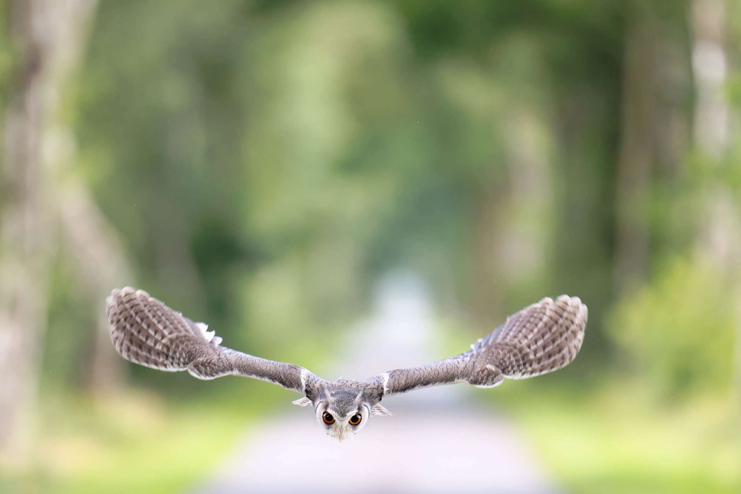 Das Bild zeigt einen Afrikanischen Weißgesichtskauz (Ptilopsis leucotis) im Flug, der direkt auf den Betrachter zukommt. Die Flügel sind weit ausgebreitet, was die Dynamik des Fluges betont. Der Hintergrund ist unscharf und besteht aus dichtem Grün, was auf eine bewaldete Umgebung hindeutet. Die Eule ist der klare Fokus des Bildes, wobei ihre Augen besonders hervorstechen und einen intensiven Blick abgeben. Es handelt sich um einen Aufnahmekörper aus einem Eulen-Fotoworkshop im Juni 2024, bei dem die Eule den Namen Hugo trägt.