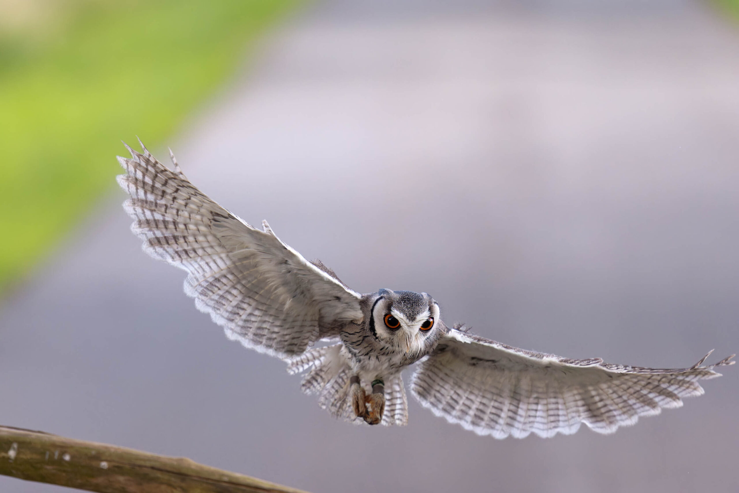 Das Bild zeigt einen Afrikanischen Weißgesichtskauz (Ptilopsis leucotis) in dynamischer Flugaufnahme. Der Kauz fliegt direkt auf den Betrachter zu, wobei seine Flügel vollständig ausgebreitet sind. Das Licht betont die feinen Details seiner Federstruktur. Im Vordergrund ist ein Ast zu sehen, der dem Bild eine zusätzliche Ebene der Tiefe verleiht. Der Hintergrund ist unscharf und besteht aus Grün- und Grautönen, was den Fokus auf den Kauz lenkt. Die Aufnahme wurde während eines Eulen-Fotoworkshops im Juni 2024 gemacht und zeigt den Kauz namens Hugo.