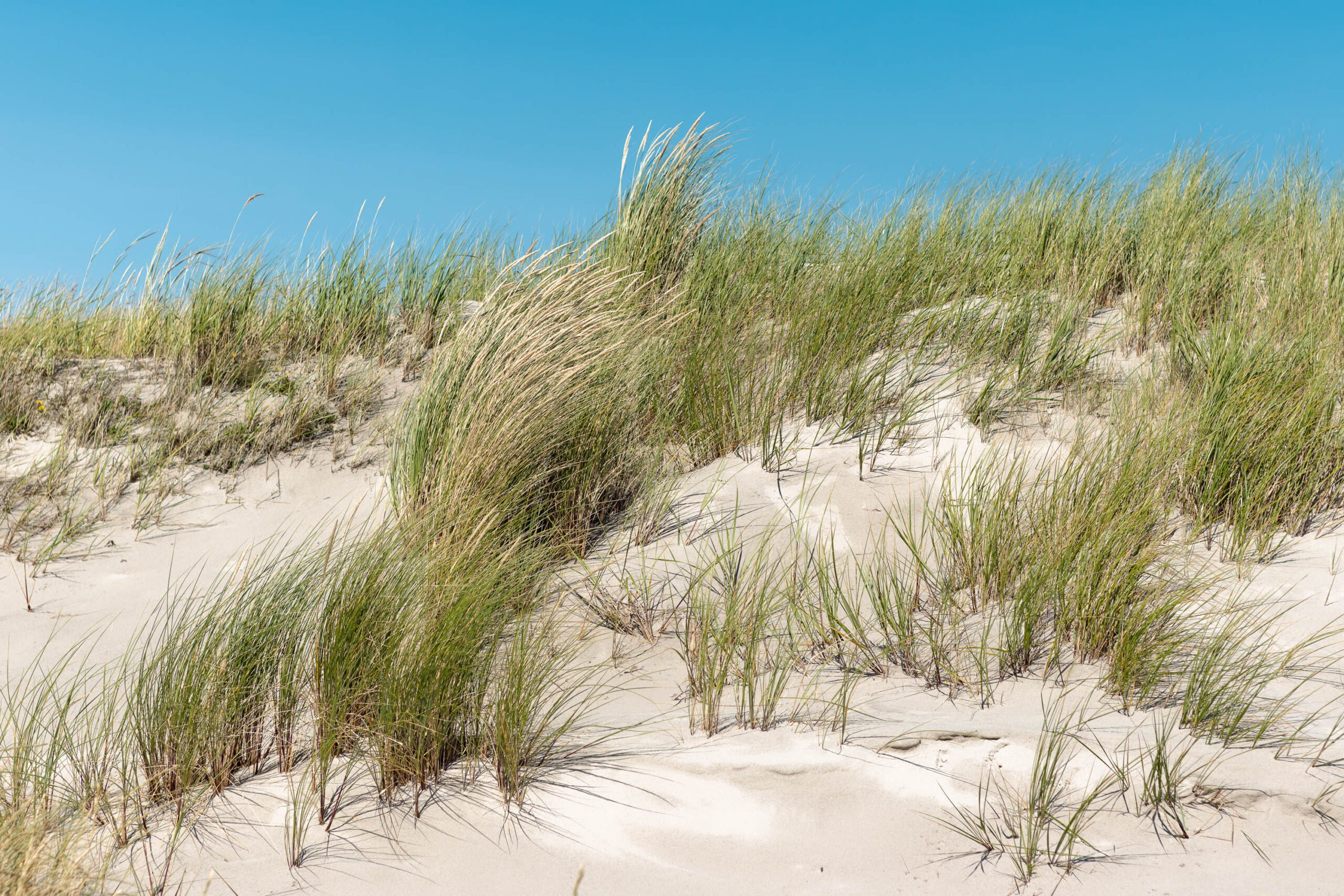 Das Bild zeigt eine typische Dünenszene an der Nordsee. Der Vordergrund besteht aus feinem, hellen Sand, der von dichtem Grünfuttergras bedeckt ist. Das Gras wächst in Büscheln und weist eine lebendige grüne Farbe auf. Im Hintergrund erstreckt sich eine sanfte Düne, die in den blauen Himmel übergeht. Die Szene vermittelt ein Gefühl von Ruhe und Natürlichkeit.