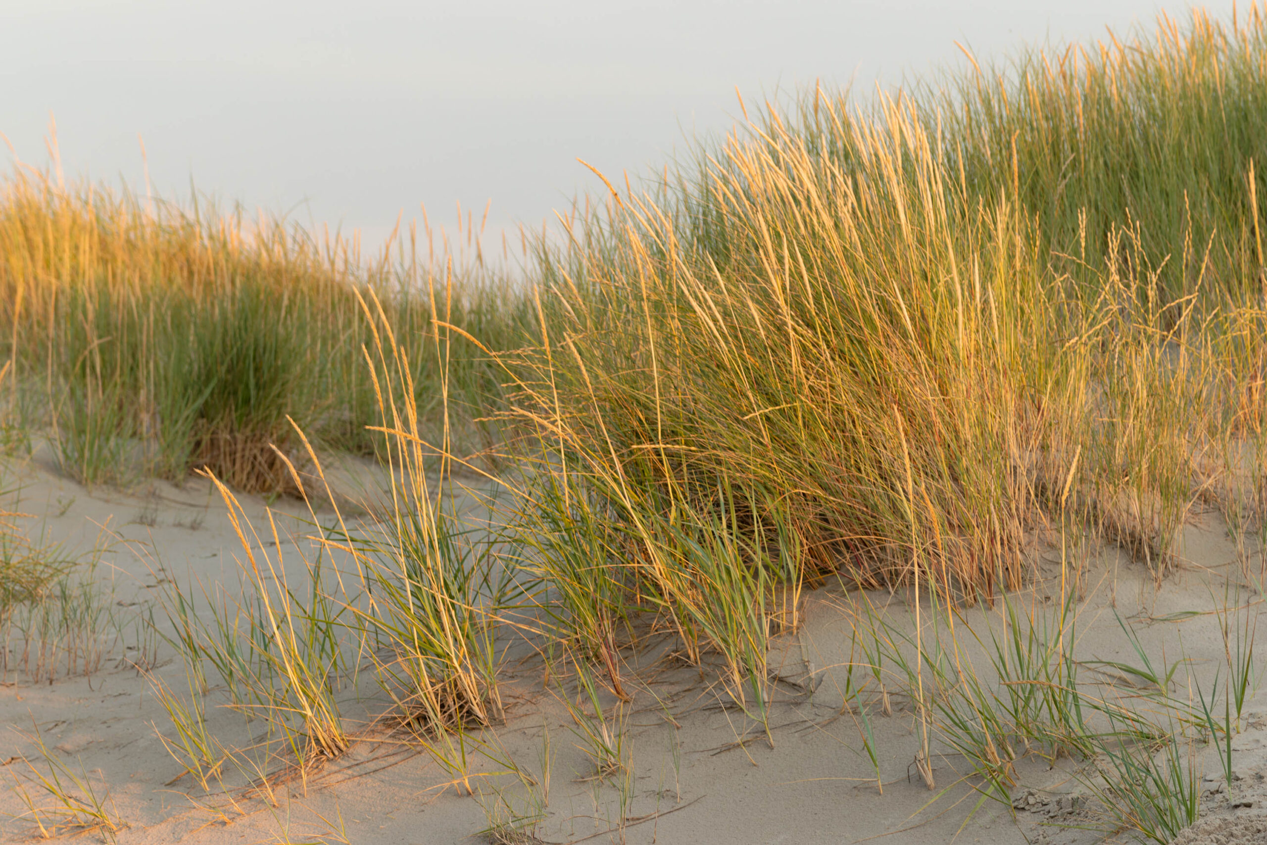 Das Bild zeigt eine Detailaufnahme von Strandhafer (Ammophila arenaria) auf einer Dünenkette. Der Strandhafer ist in verschiedenen Grüntönen und Goldtönen dargestellt, was auf die Beleuchtung durch die untergehenden Sonne hindeutet. Der Hintergrund besteht aus einem hellen, sandigen Strand und einem leicht bewölkten Himmel. Die Szene vermittelt eine friedliche und natürliche Atmosphäre. Der Kontext deutet darauf hin, dass das Bild am Ordinger Strand in St. Peter-Ording aufgenommen wurde, möglicherweise im Sommer 2024, und möglicherweise in der Nähe eines Pfahlbaus.