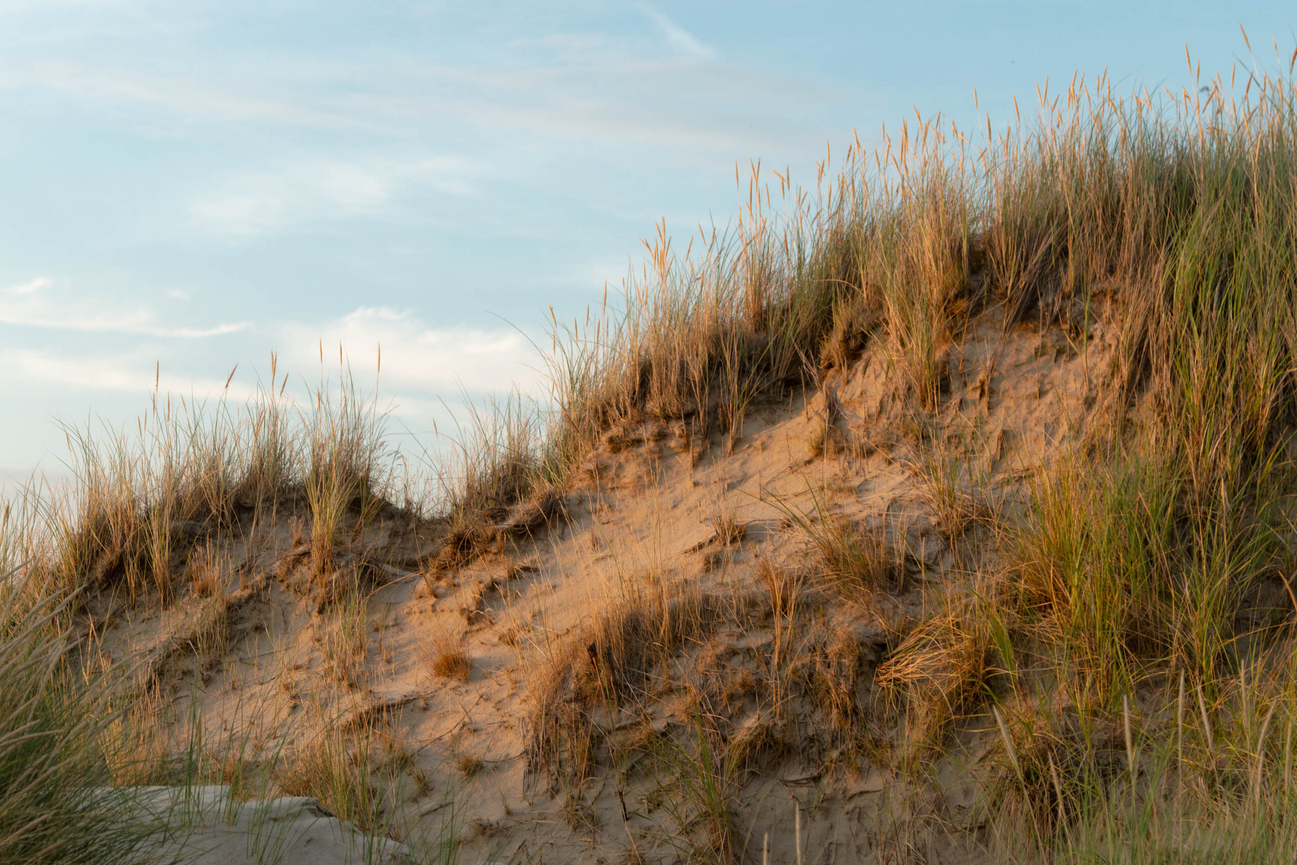 Die Aufnahme zeigt eine typische Dünenszene am Ordinger Strand in St. Peter-Ording. Im Vordergrund erheben sich goldbraune Dünen, die dicht mit Strandhafer bewachsen sind. Der Sand der Dünen ist hell und weist feine Strukturen auf, die durch den Wind geformt wurden. Im Hintergrund ist der Strand zu sehen, der sich bis zum Horizont erstreckt. Der Himmel ist leicht bewölkt und hat eine sanfte, sommerliche Beleuchtung. Die Szene vermittelt ein Gefühl von Ruhe und Erhabenheit.