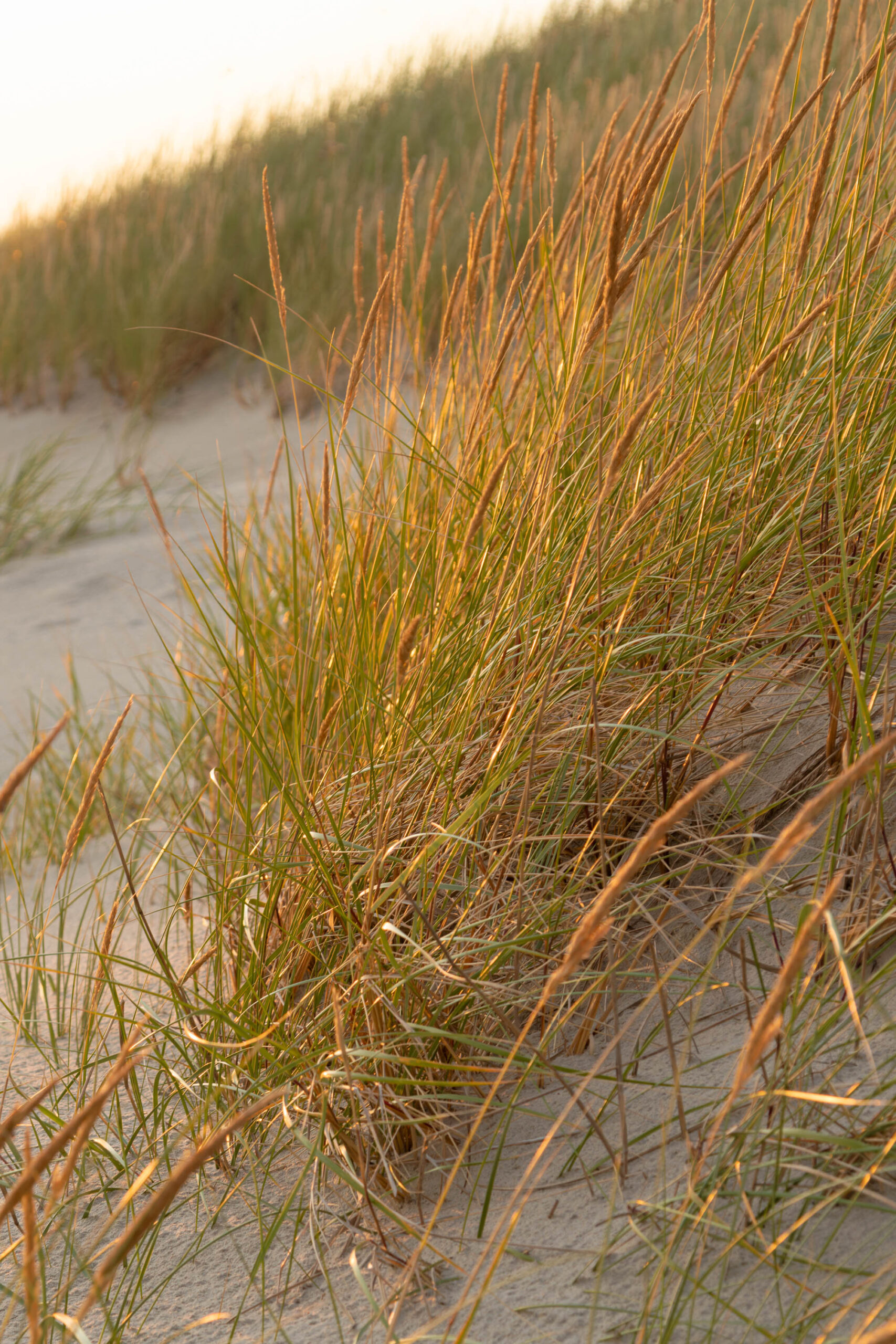 Das Bild zeigt eine Nahaufnahme von Strandhafer (Festuca rubra var. arenaria) auf einer Dünenlandschaft. Der Strandhafer ist in verschiedenen Grüntönen und Brauntönen dargestellt, was auf unterschiedliche Reifezustände und Sonneneinstrahlung hindeutet. Im Hintergrund ist der feuchte Sandstrand zu sehen, der im sanften Abendlicht glänzt. Die Dünenlandschaft erstreckt sich bis zum Horizont. Die Szene vermittelt eine friedliche und natürliche Atmosphäre. Der Kontext deutet auf einen Sommerabend in St. Peter-Ording hin, möglicherweise in der Nähe eines Pfahlbaus.