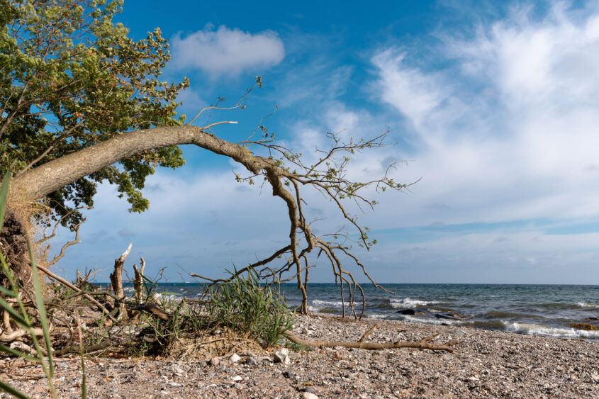 Die Aufnahme zeigt eine Küstenlandschaft auf Fehmarn im September 2024. Ein markanter, vom Wind geformter Baum dominiert den Vordergrund. Seine Äste biegen sich dramatisch in Richtung des Meeres. Der Strand besteht aus Kies und Sand, übersät mit weiteren Ästen und Treibholz. Im Hintergrund erstreckt sich das Meer, dessen Oberfläche leicht wellig ist. Der Himmel ist von Wolken bedeckt, was eine leicht düstere, aber dennoch friedliche Atmosphäre schafft.